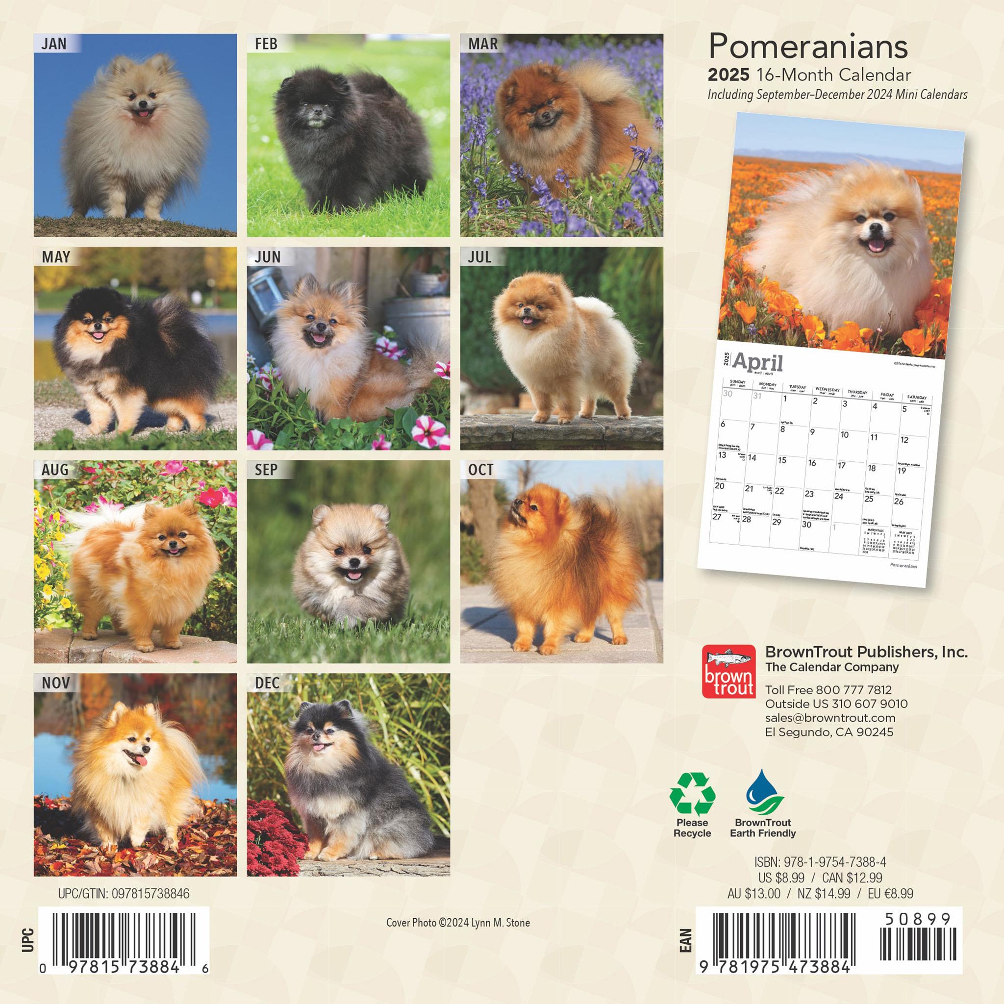 Pomeranians Mini 2025 Calendar