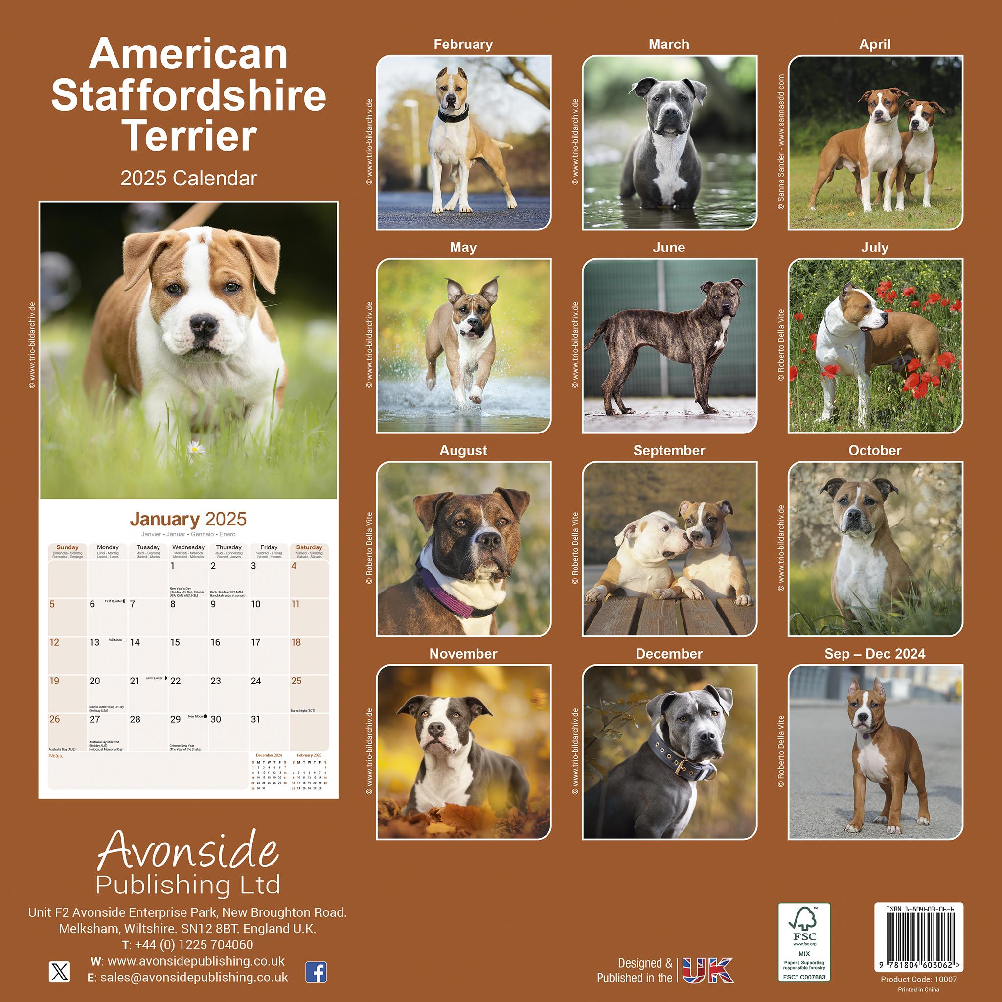 American Staffordshire Terrier Wall 2025 Calendar - Online Exclusive