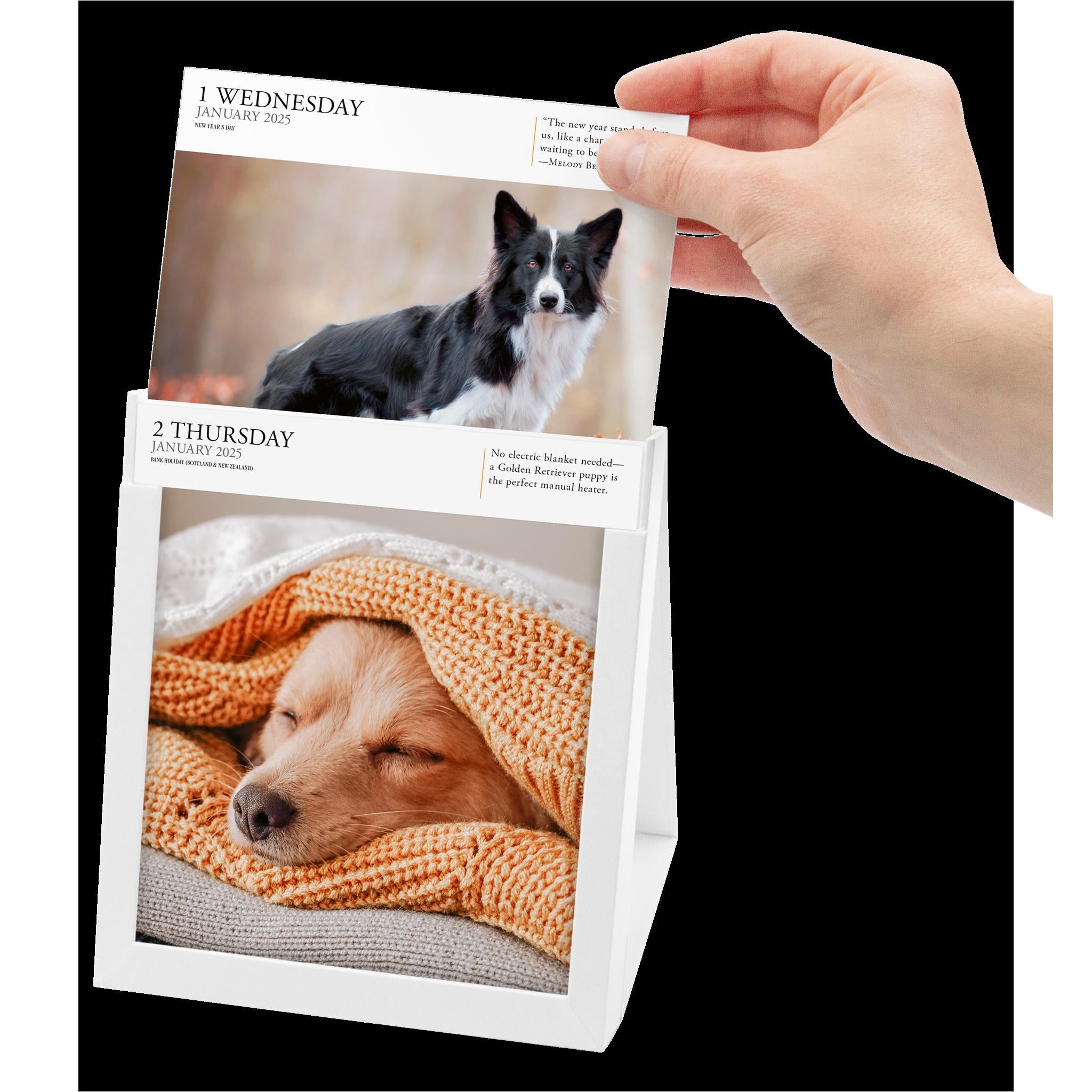 Dog Gallery Box 2025 Calendar