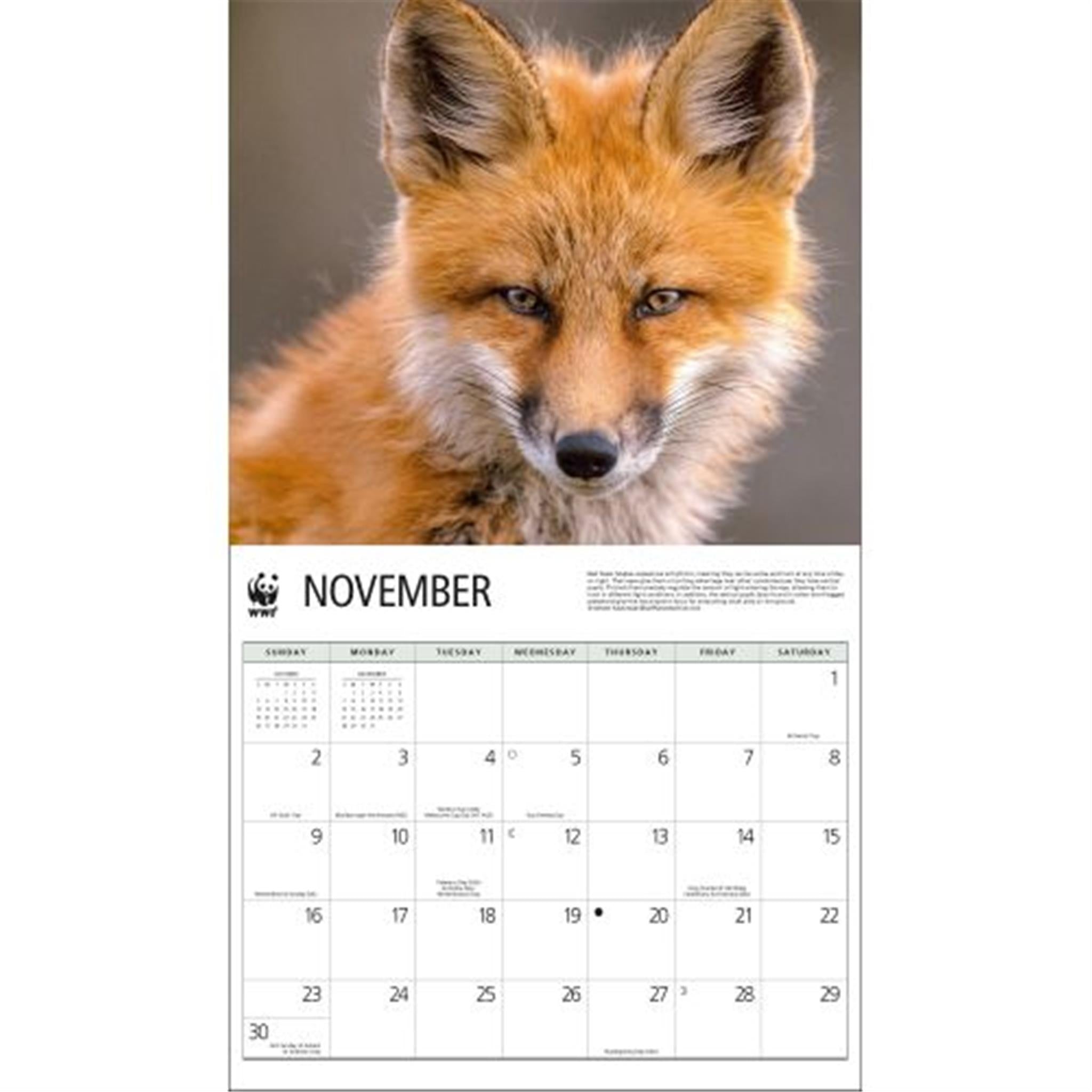 Foxes World Wildlife Fund Wall 2025 Calendar