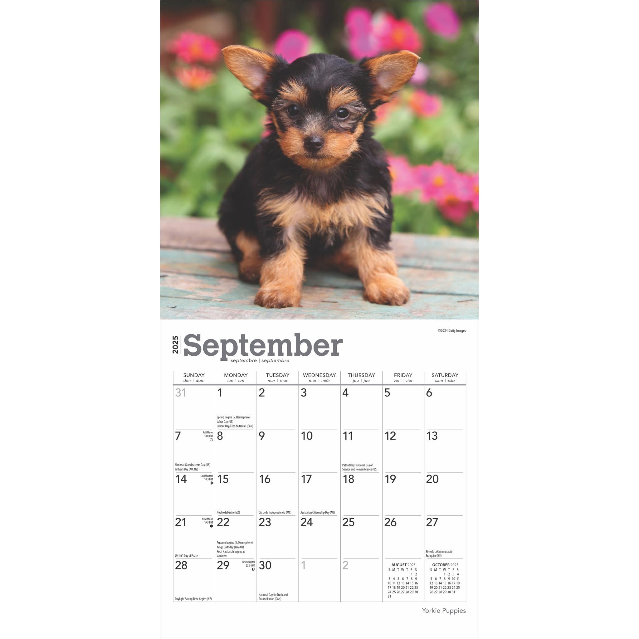 Yorkshire Terrier Puppies Mini 2025 Calendar