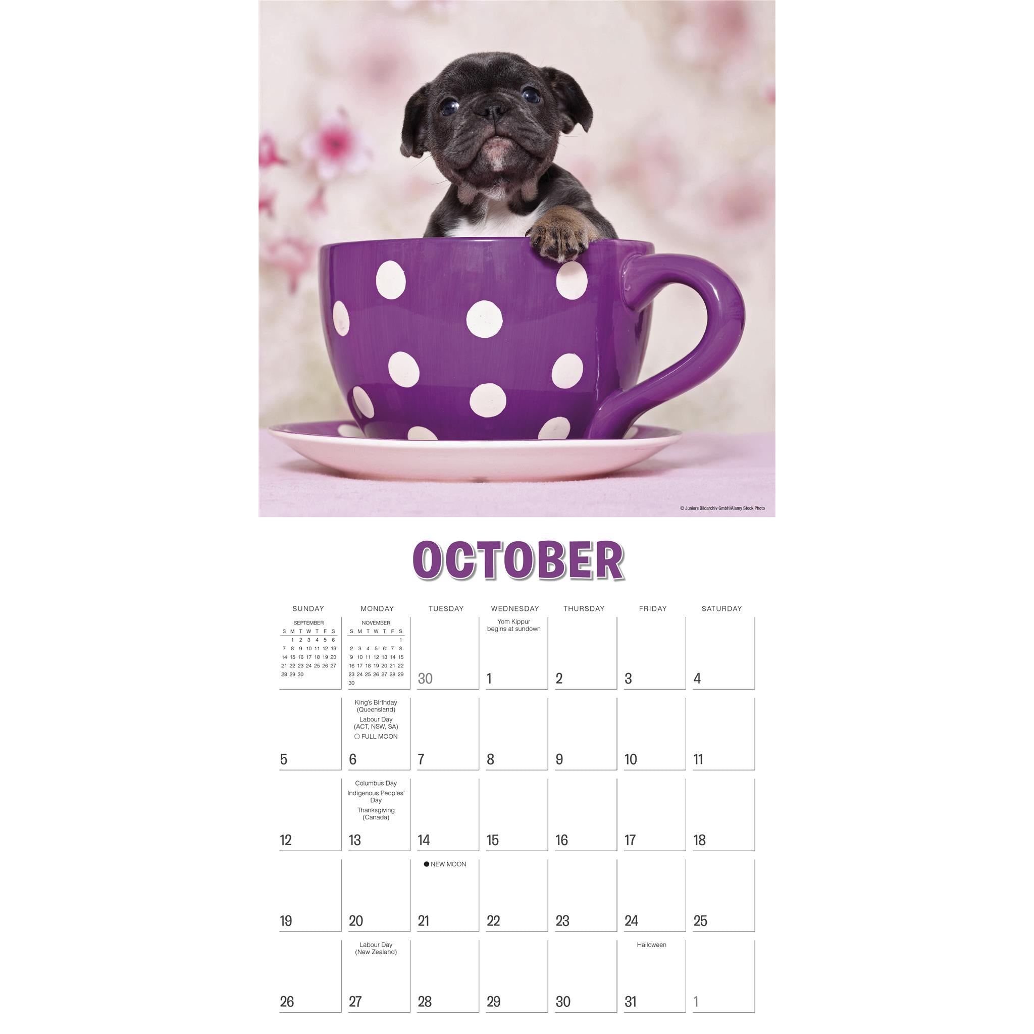 Pups In Cups Wall 2025 Calendar - Online Exclusive