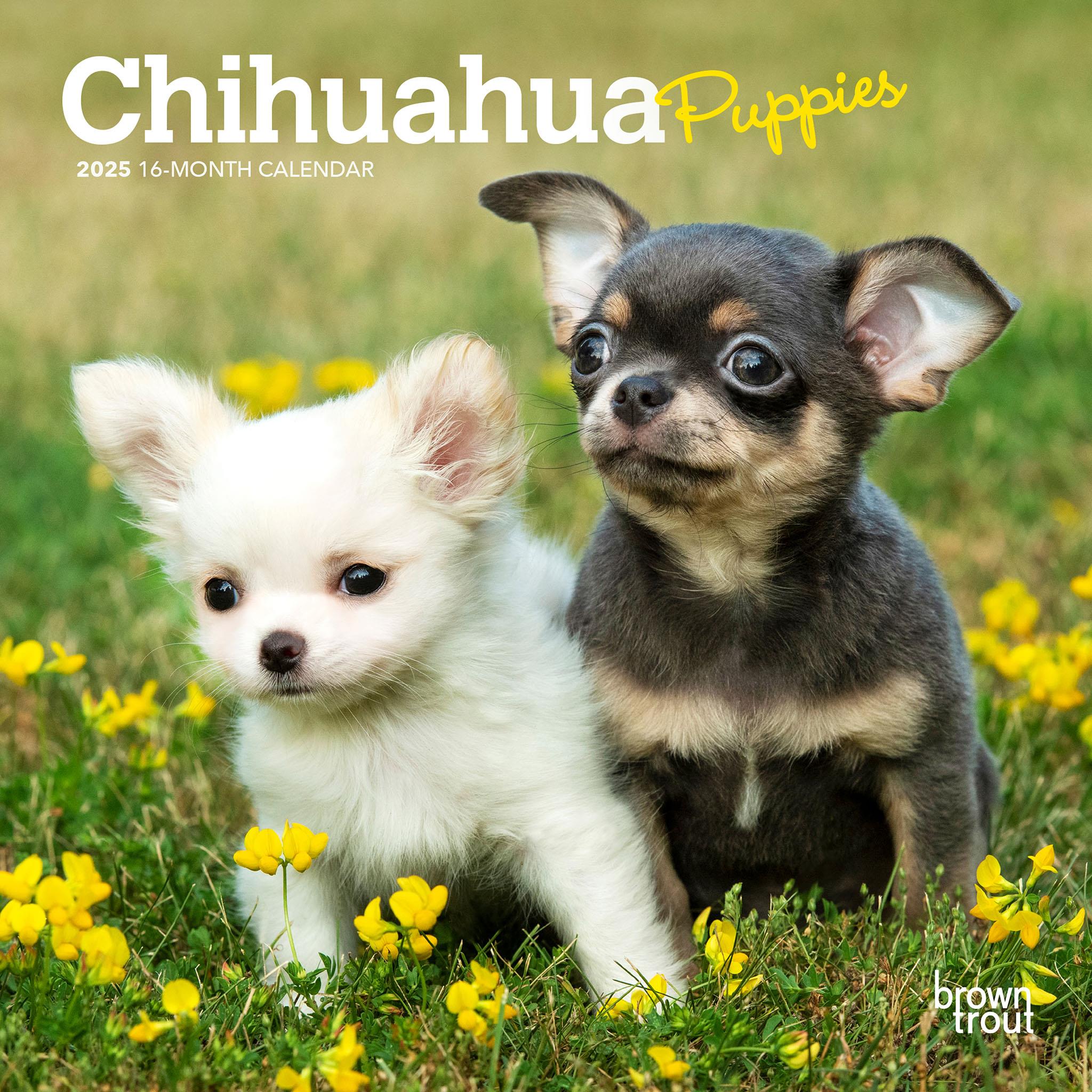 Chihuahua Puppies Mini 2025 Calendar