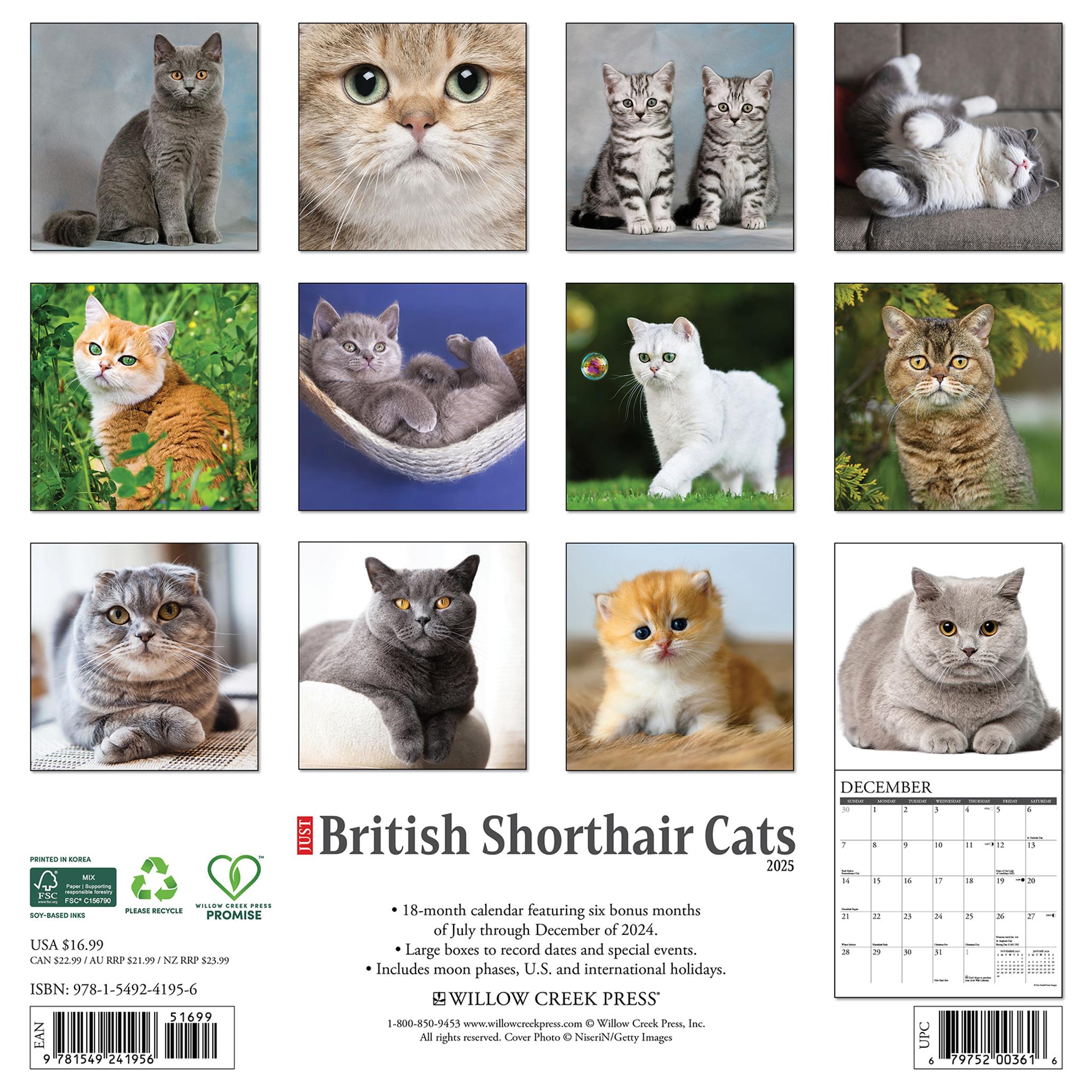 Just British Shorthair Cats Wall 2025 Calendar - Online Exclusive