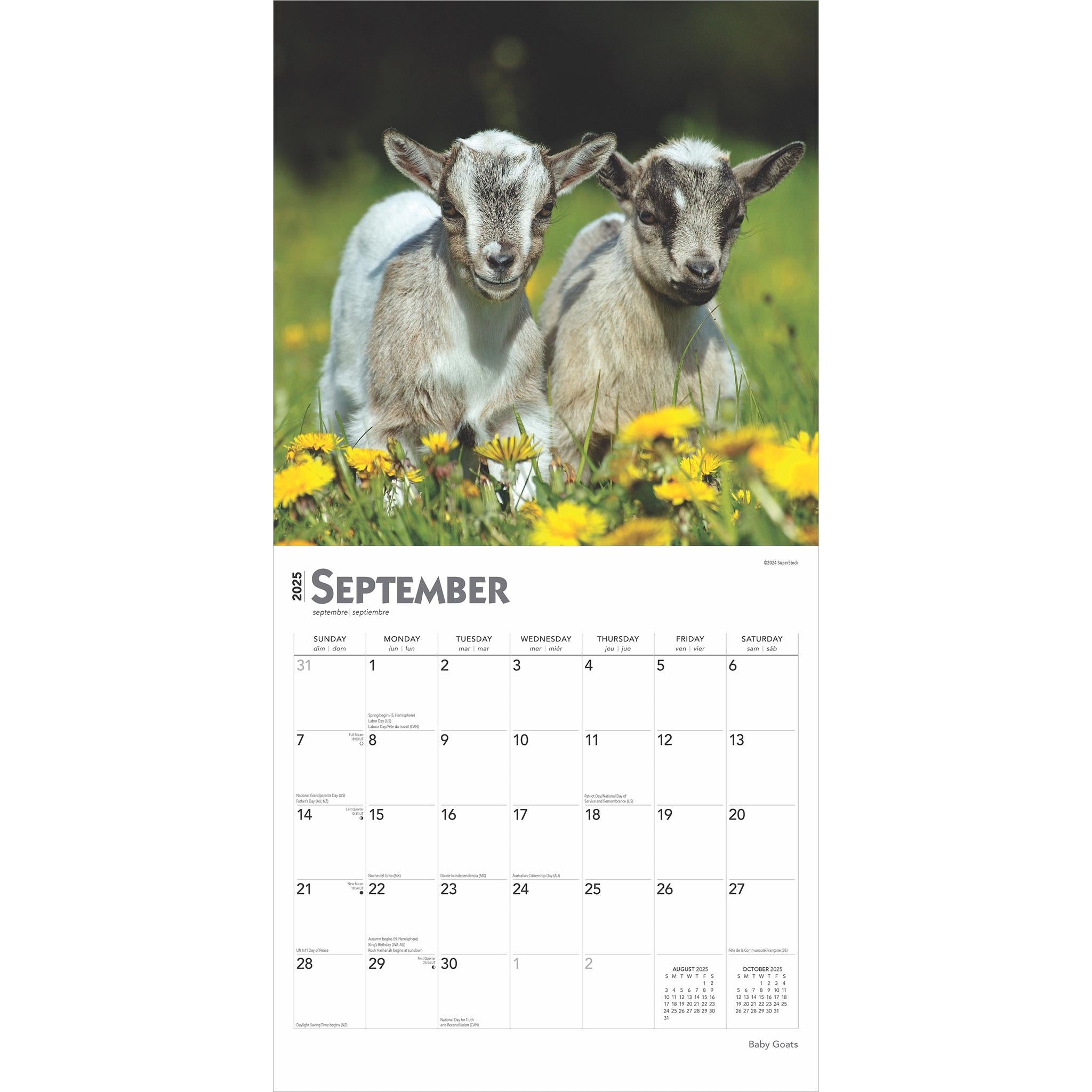 Baby Goats Wall 2025 Calendar