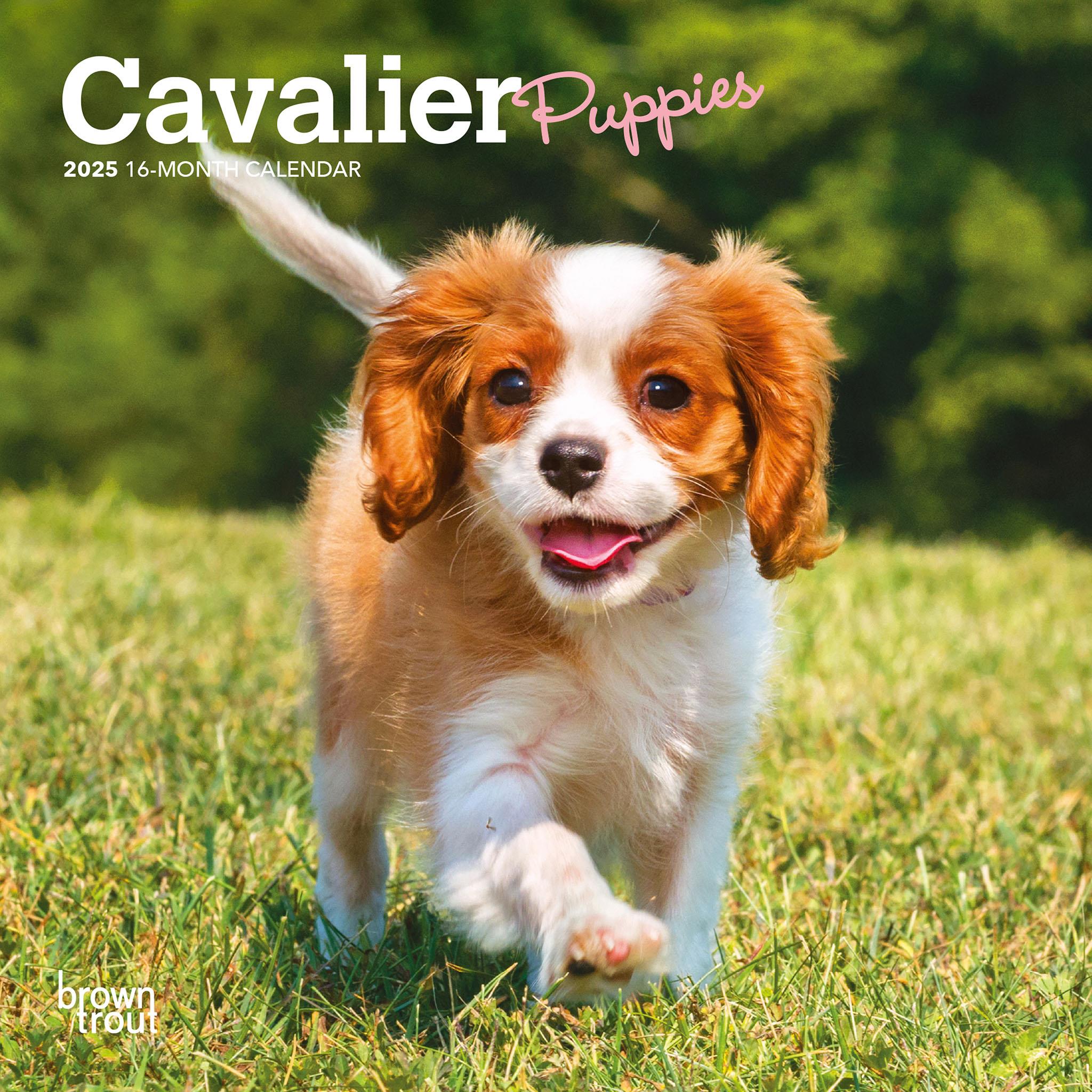 Cavalier King Charles Spaniel Puppies Mini 2025 Calendar - Online Exclusive