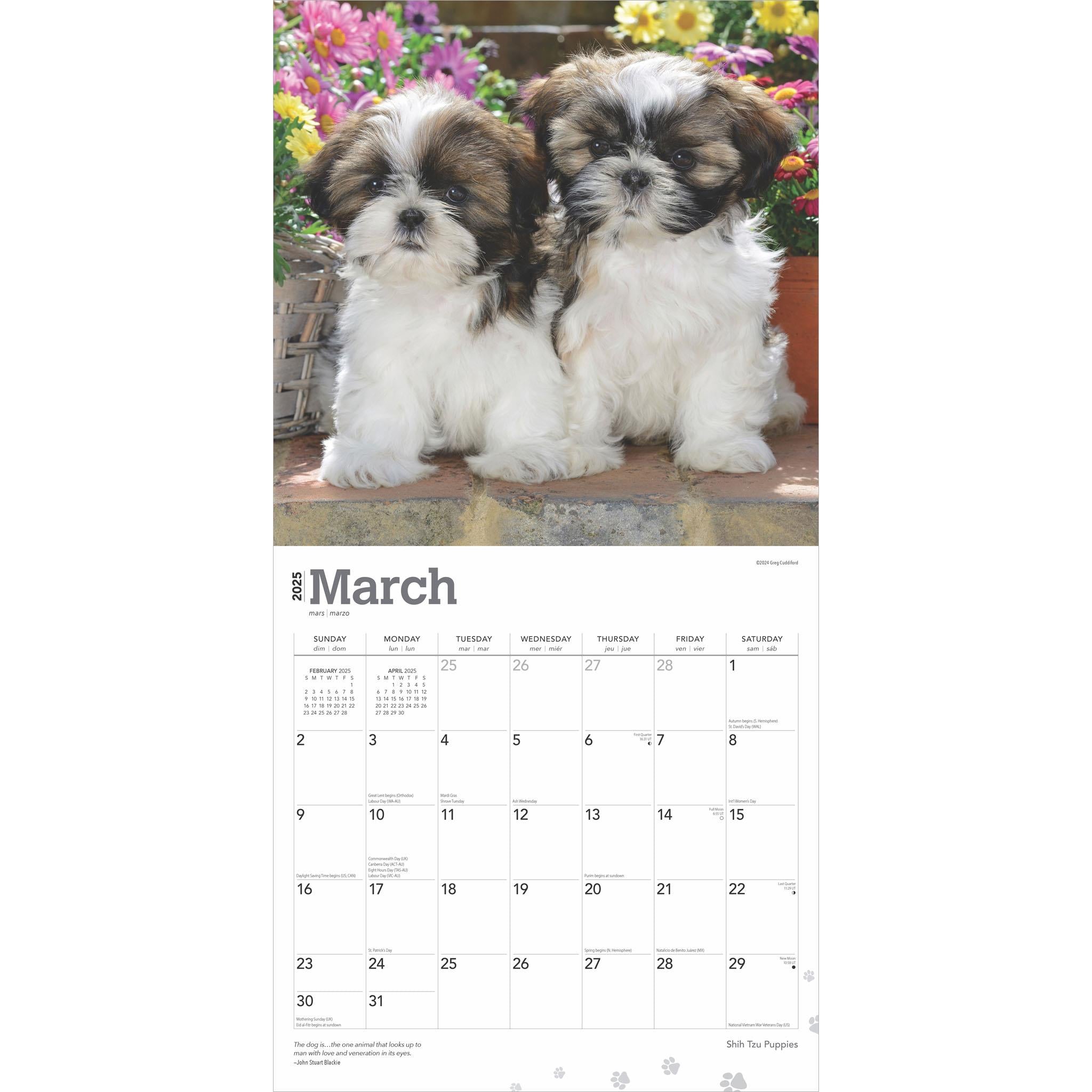 Shih Tzu Puppies Wall 2025 Calendar