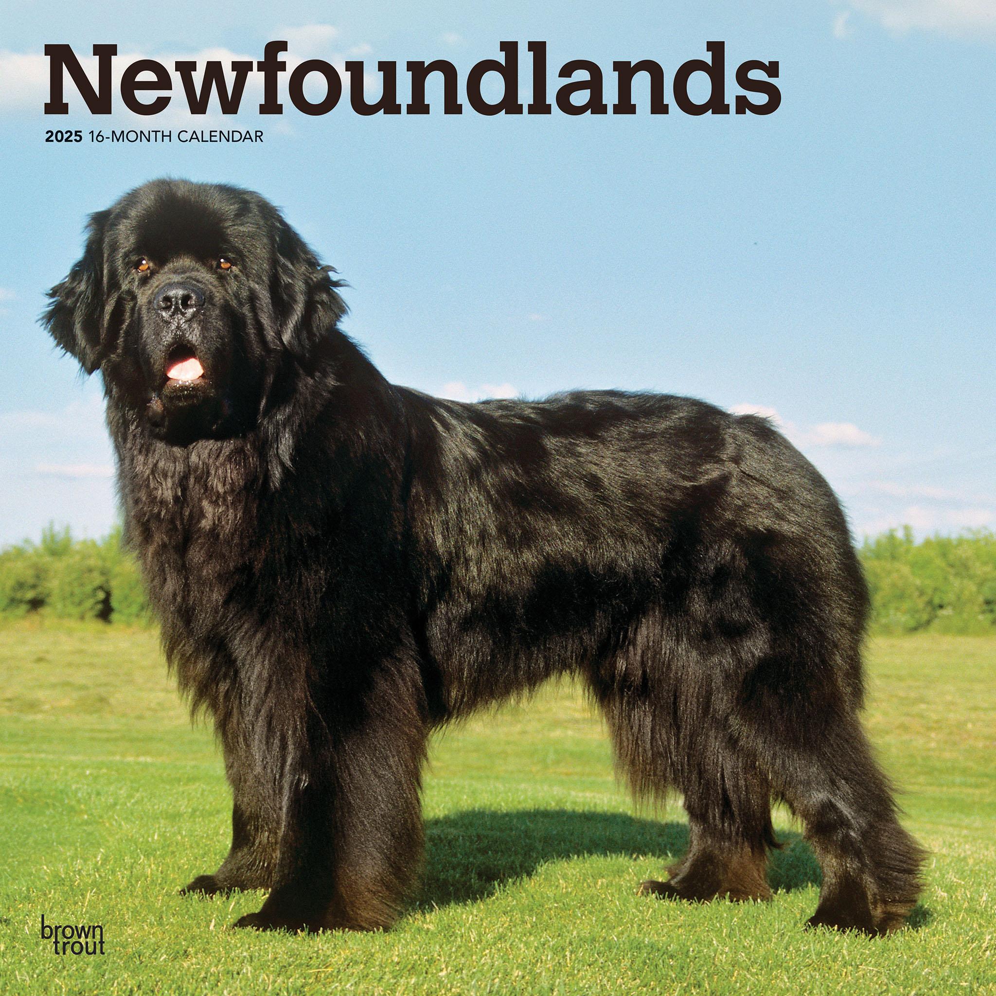 Newfoundlands Wall 2025 Calendar