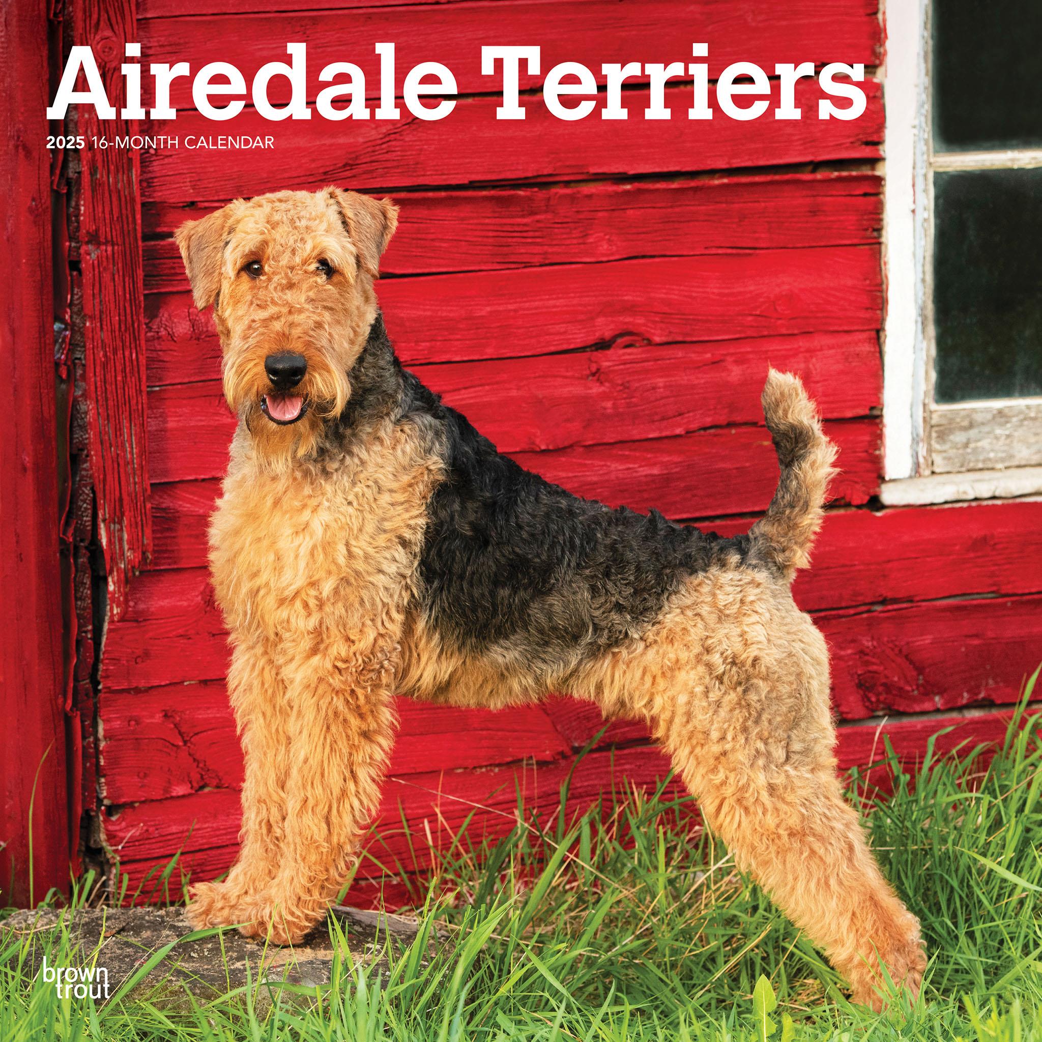 Airedale Terriers Wall 2025 Calendar