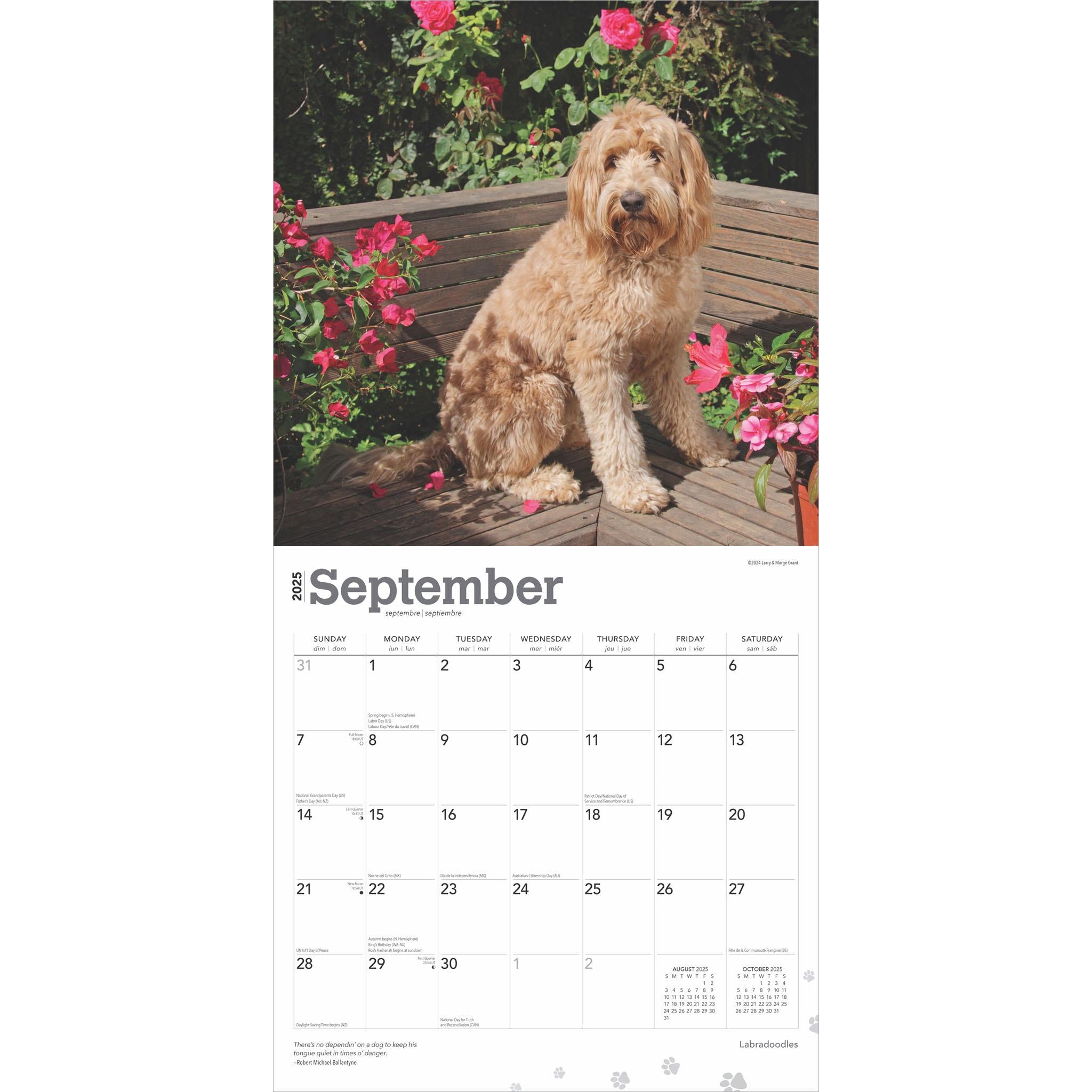 Labradoodles Wall 2025 Calendar - Online Exclusive