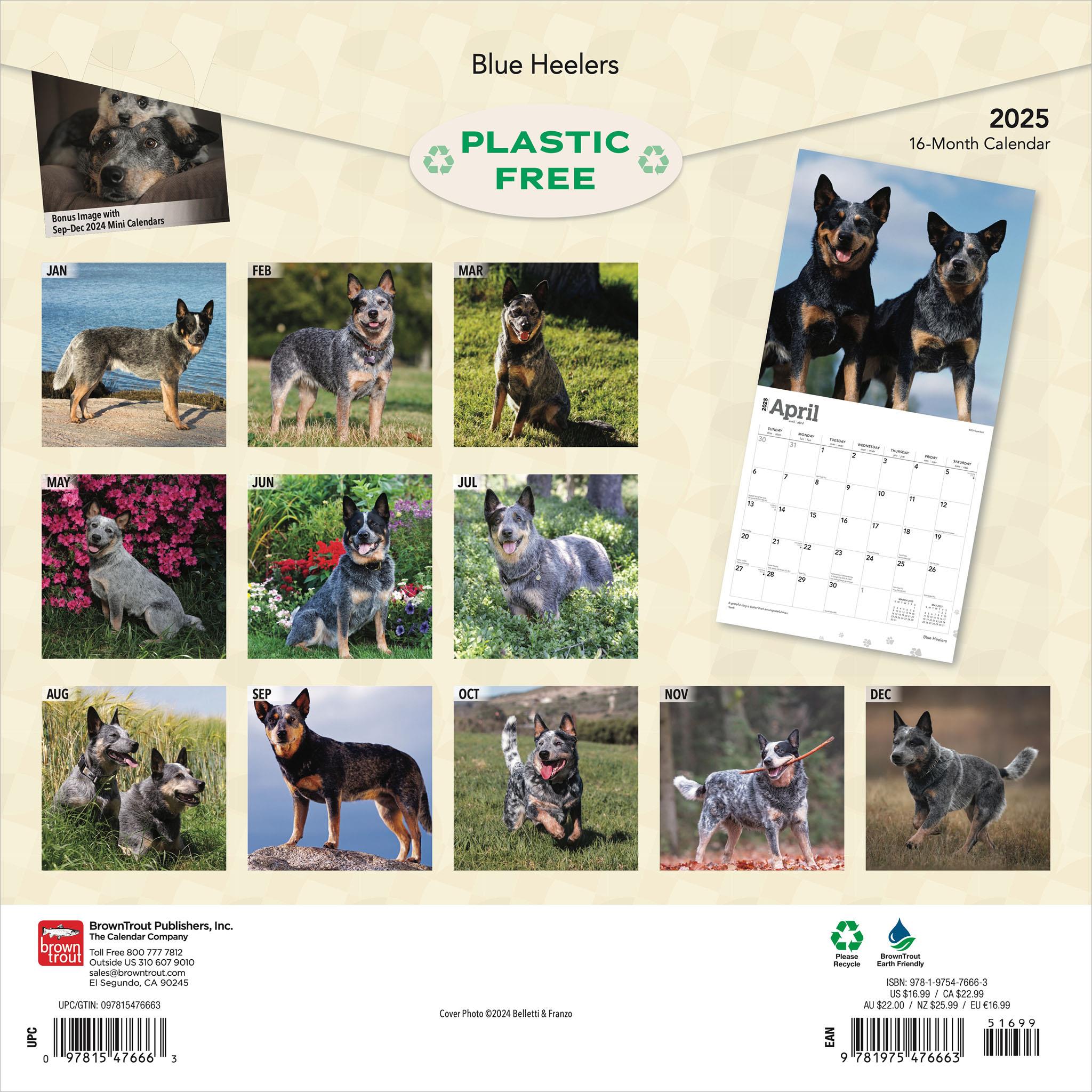 Blue Heelers Wall 2025 Calendar