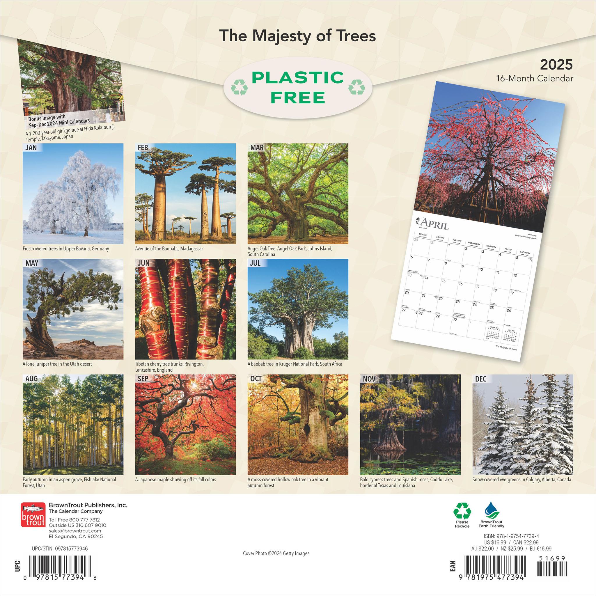 Majesty Of Trees Wall 2025 Calendar - Online Exclusive