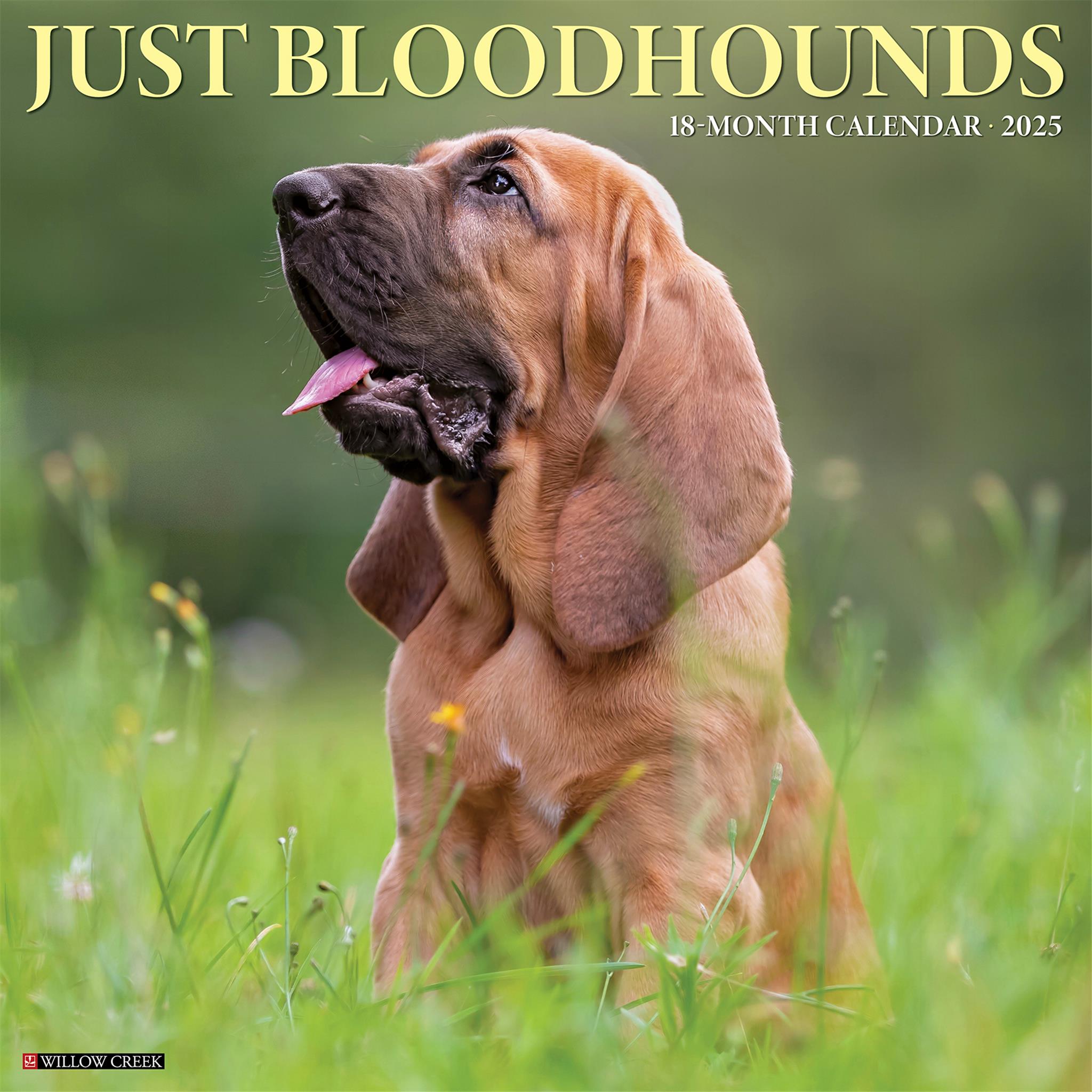 Just Bloodhounds Wall 2025 Calendar