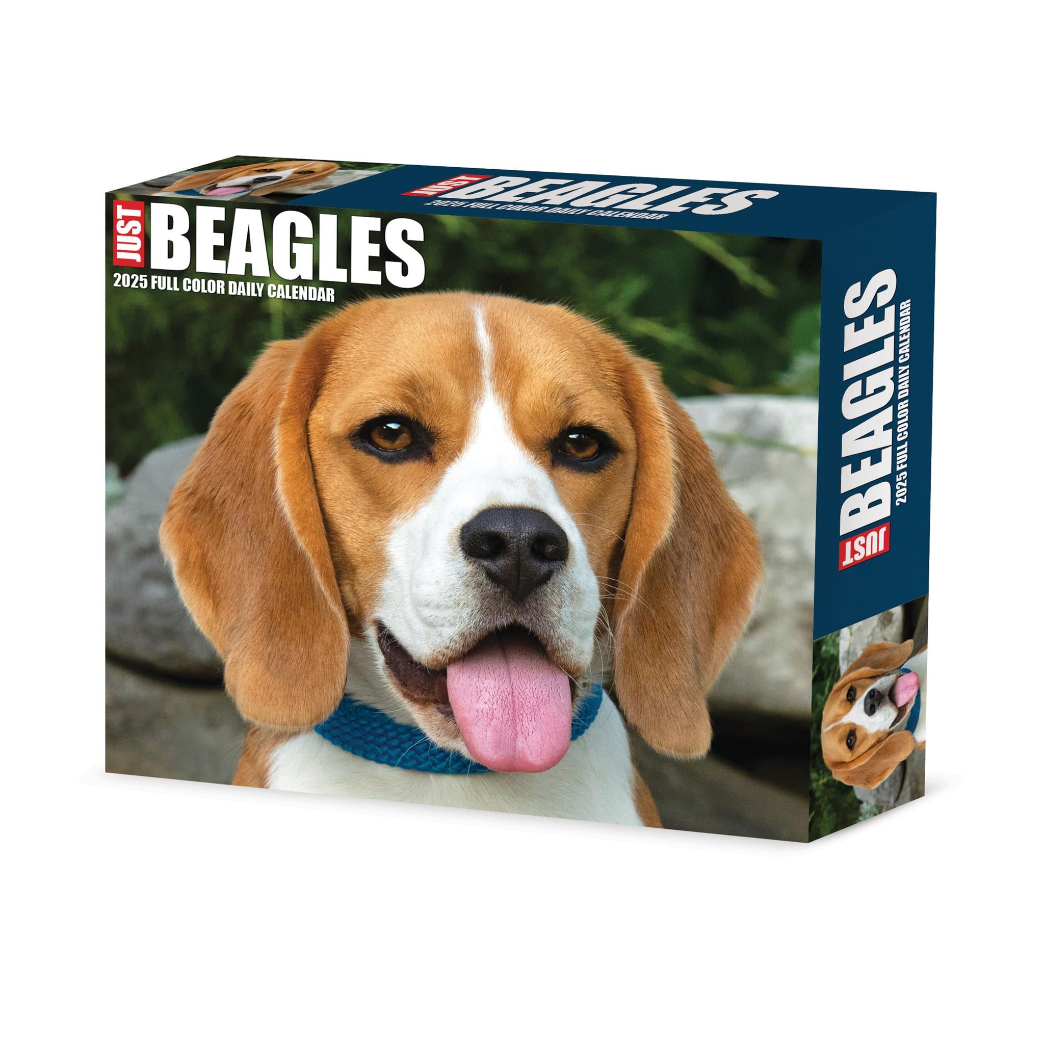 Just Beagles Box 2025 Calendar - Online Exclusive