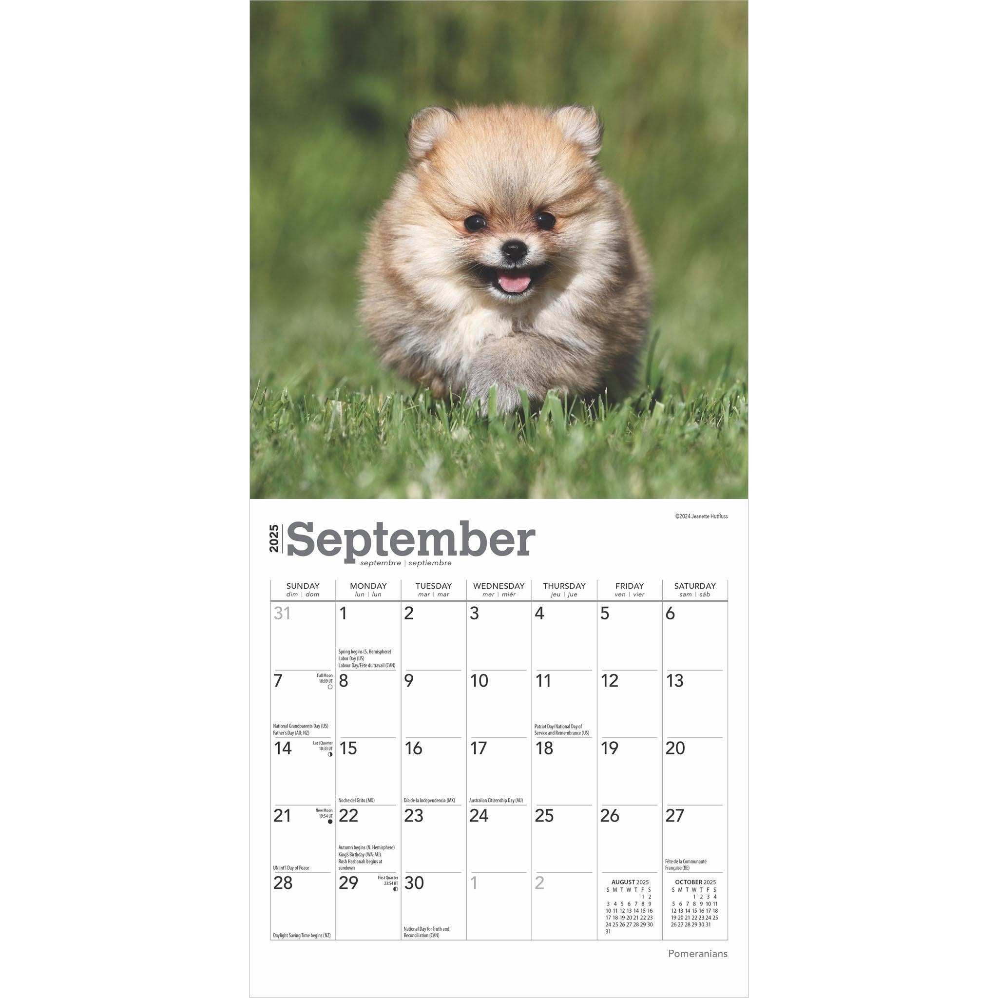 Pomeranians Mini 2025 Calendar