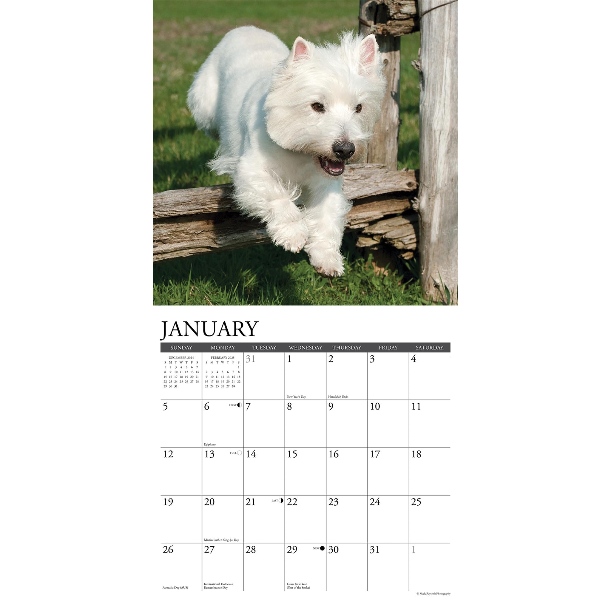 Just Westies Wall 2025 Calendar - Online Exclusive