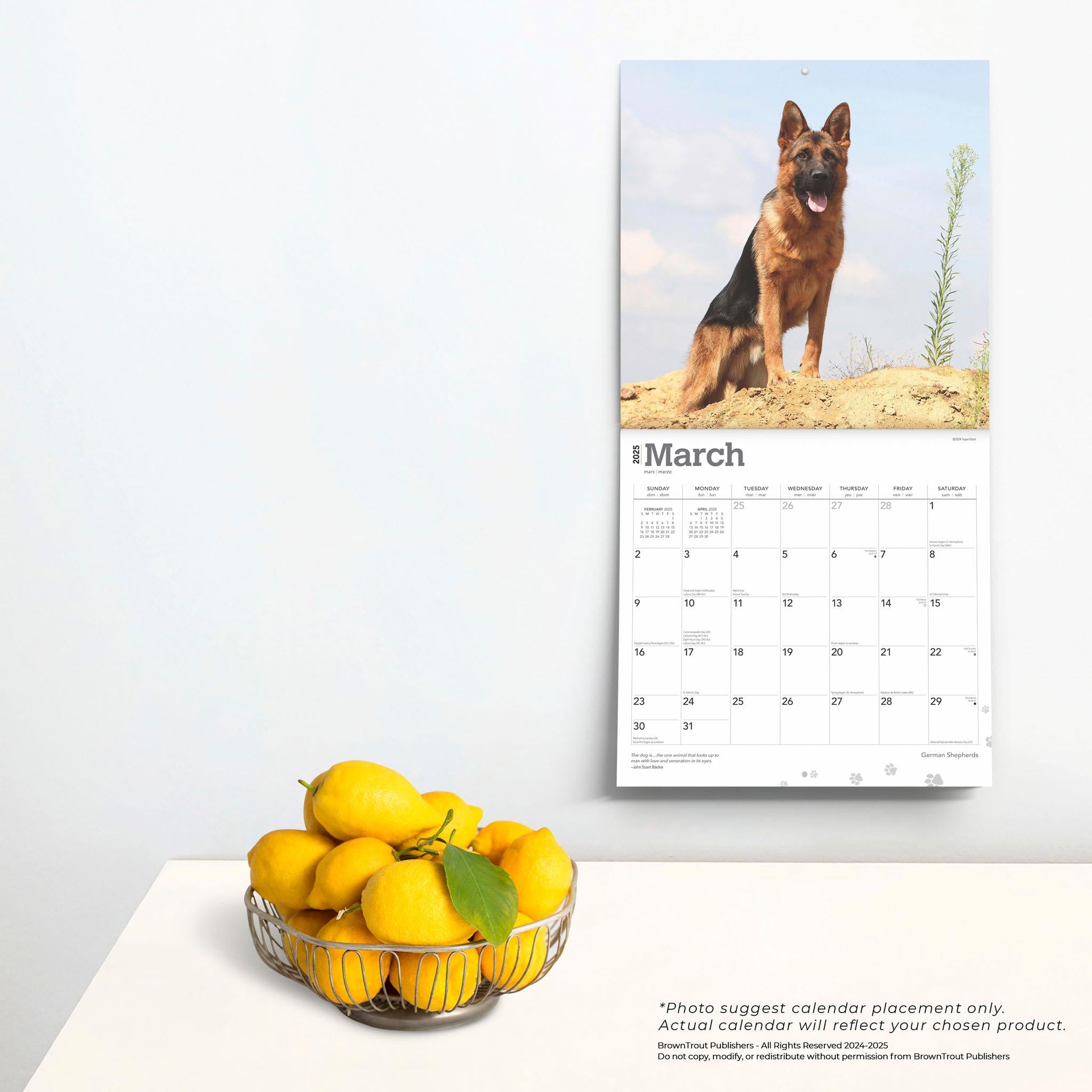 German Shepherds Wall 2025 Calendar - Online Exclusive