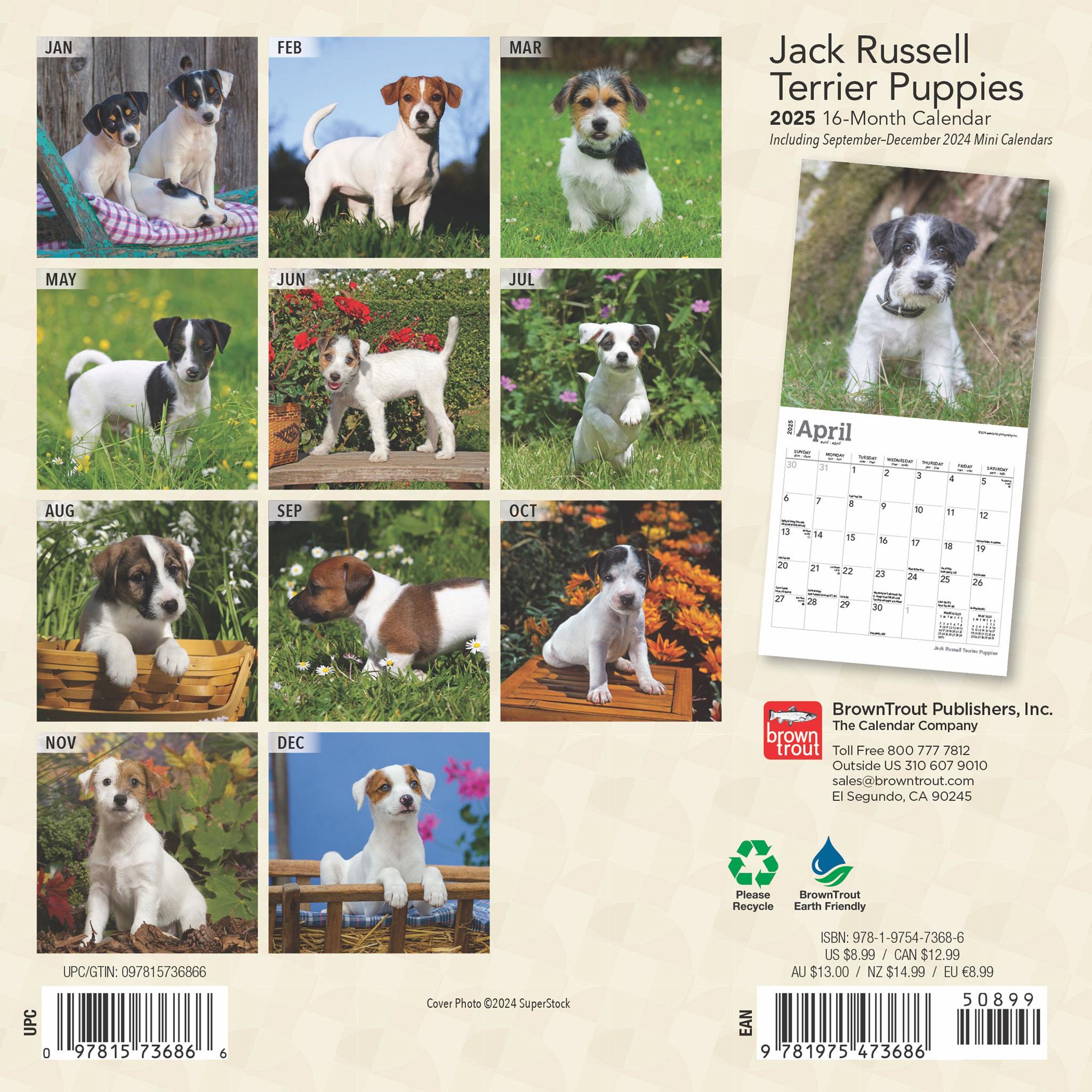 Jack Russell Terrier Puppies Mini 2025 Calendar - Online Exclusive