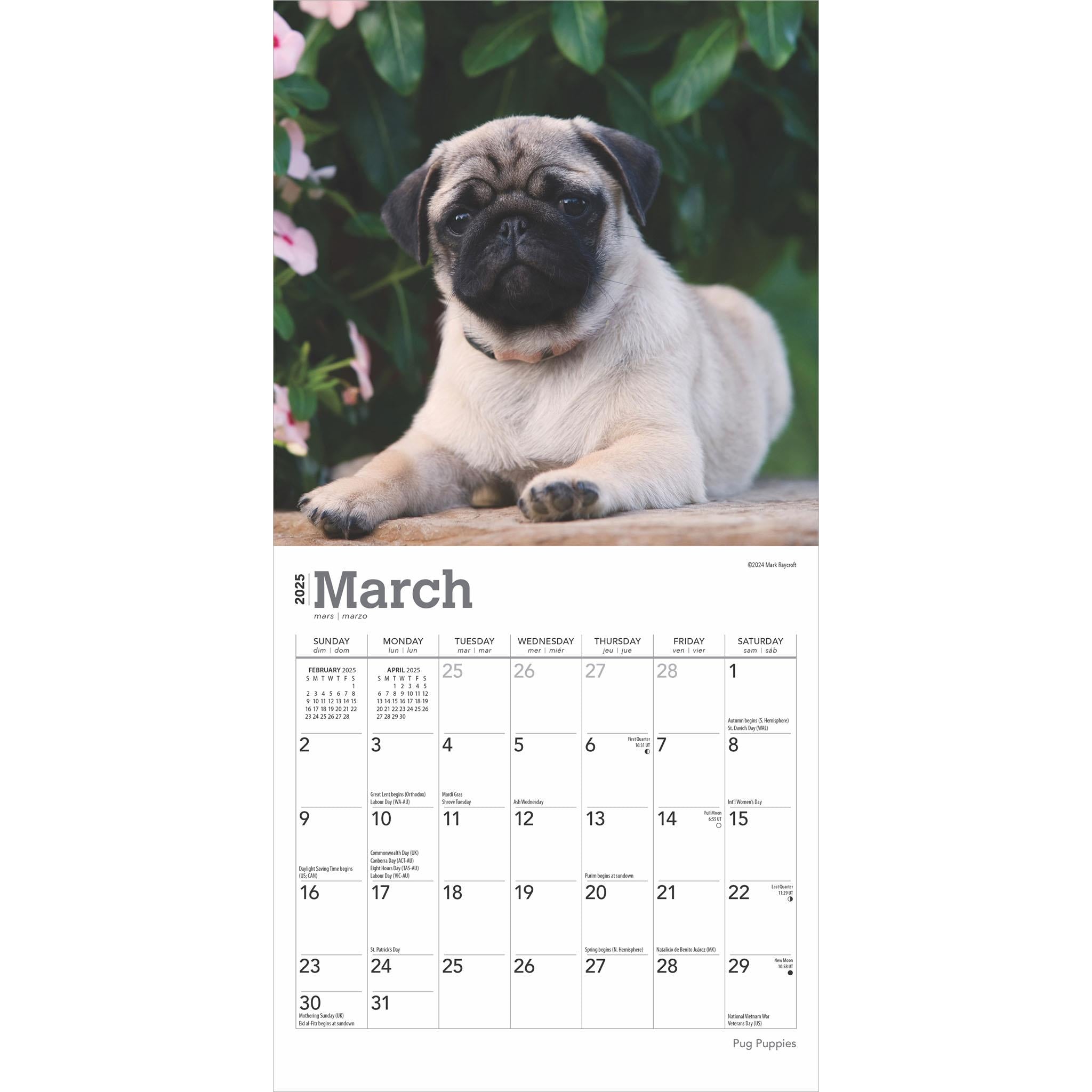 Pug Puppies Mini 2025 Calendar