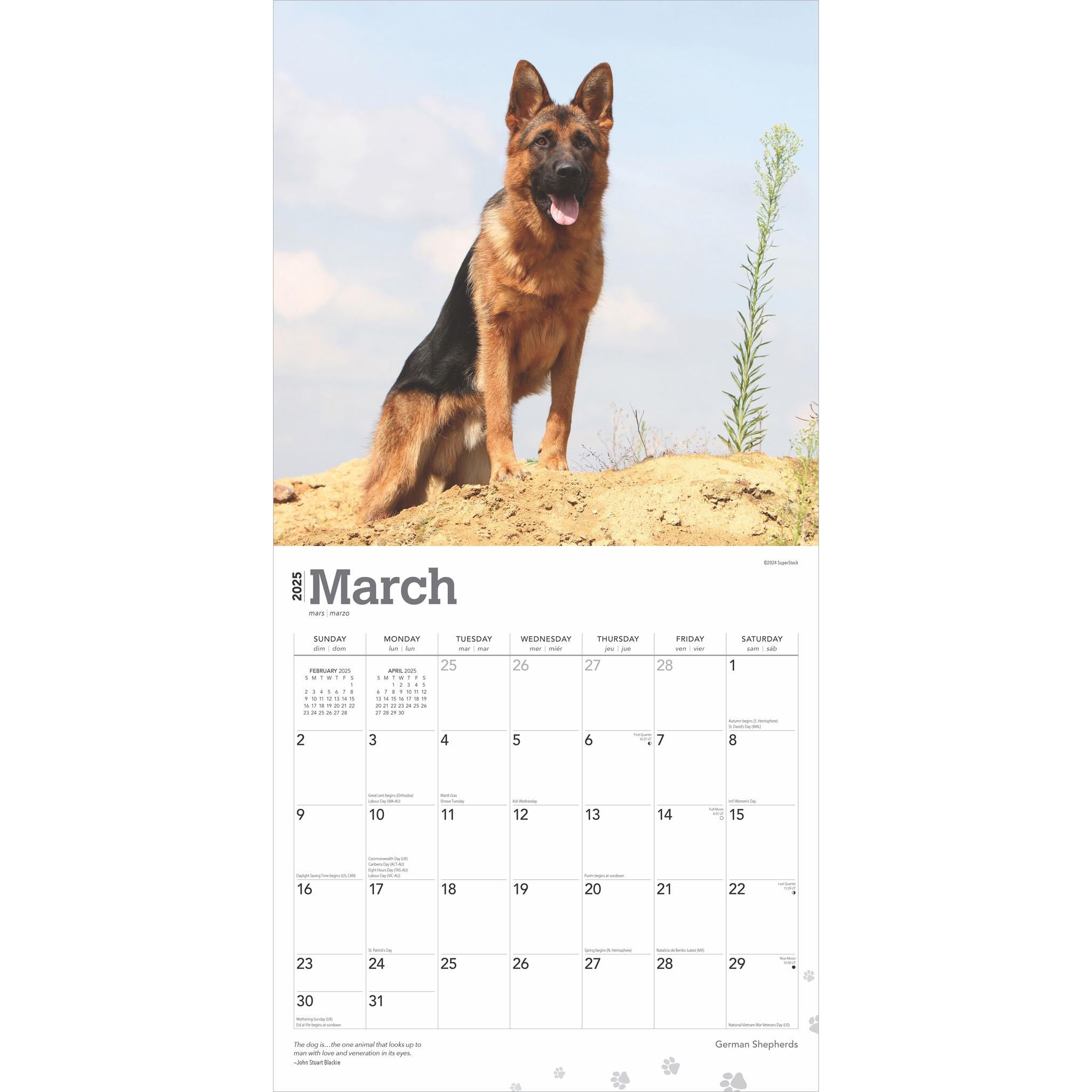 German Shepherds Wall 2025 Calendar - Online Exclusive