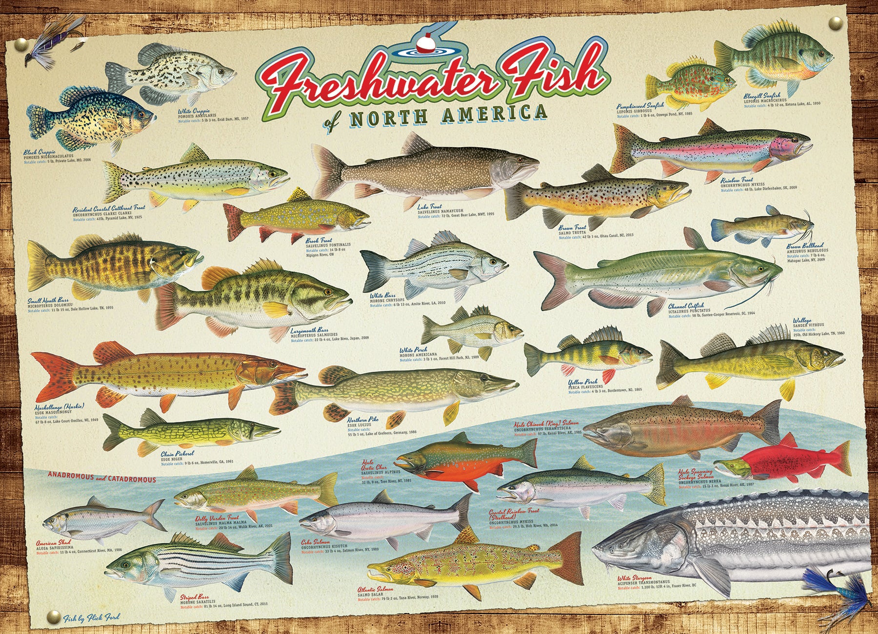 Freshwater Fish of North America 1000 Piece Puzzle - Online Exclusive