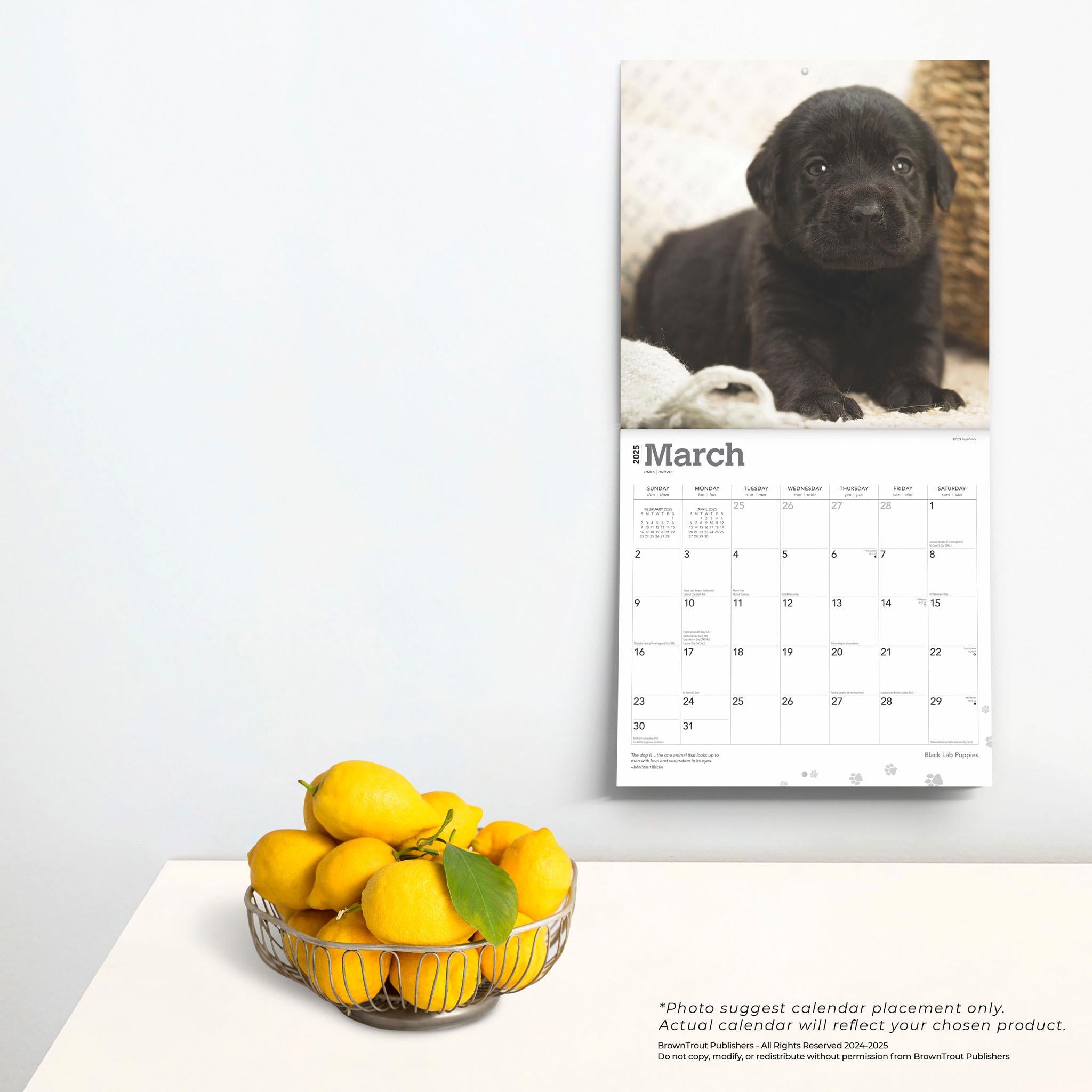 Lab Black Puppies Wall 2025 Calendar