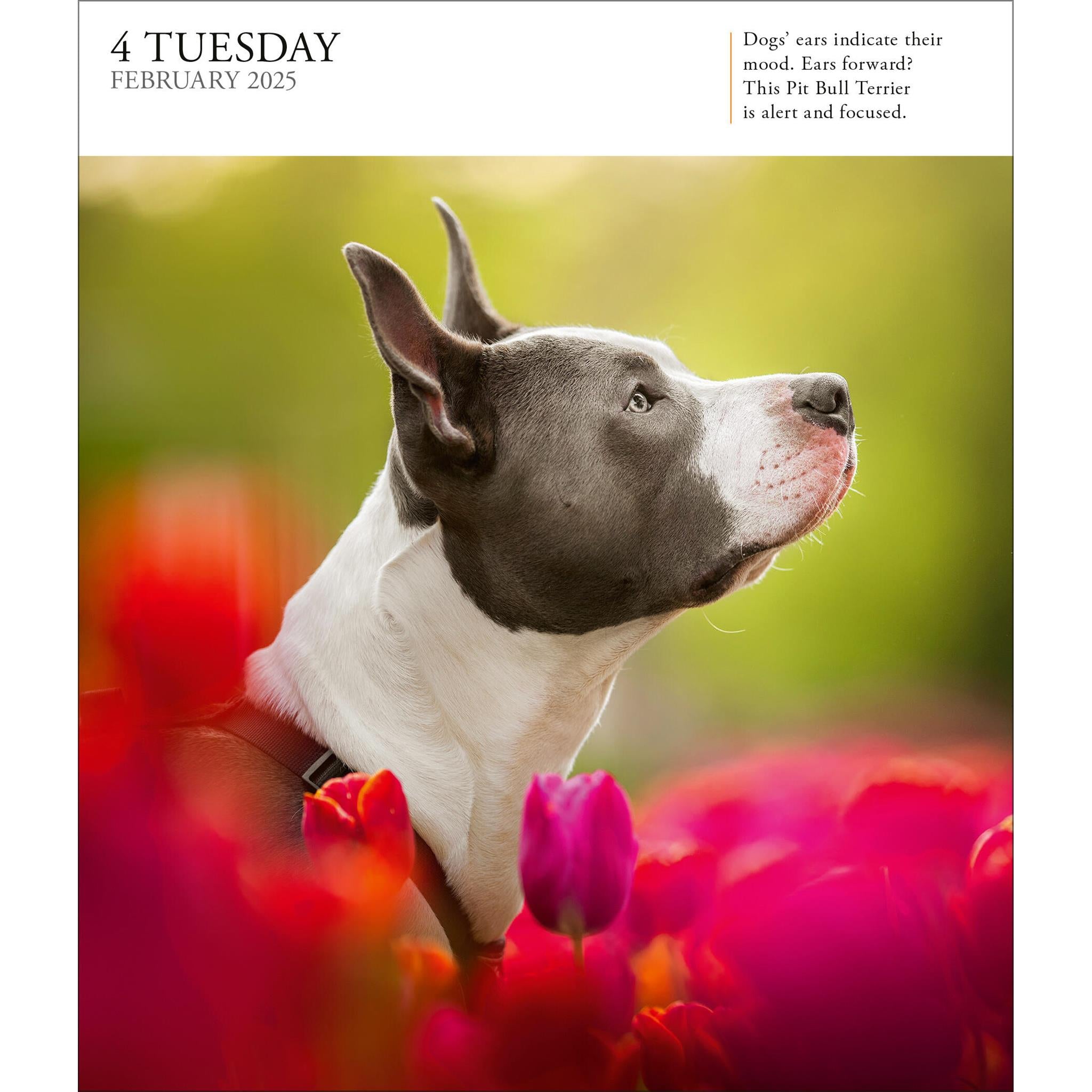 Dog Gallery Box 2025 Calendar