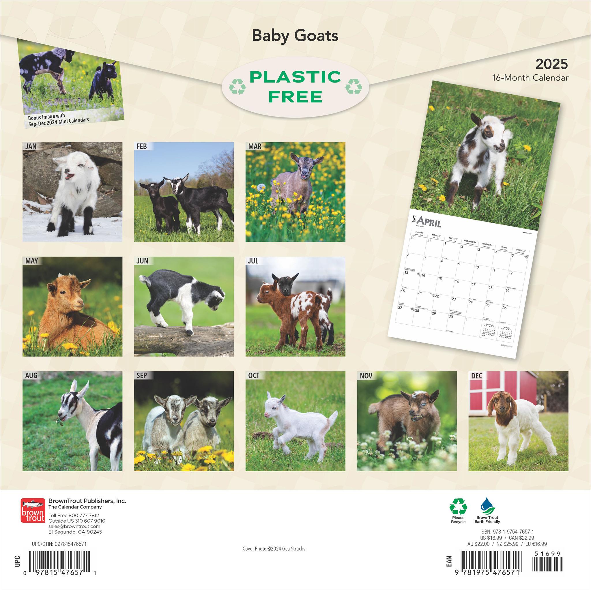 Baby Goats Wall 2025 Calendar