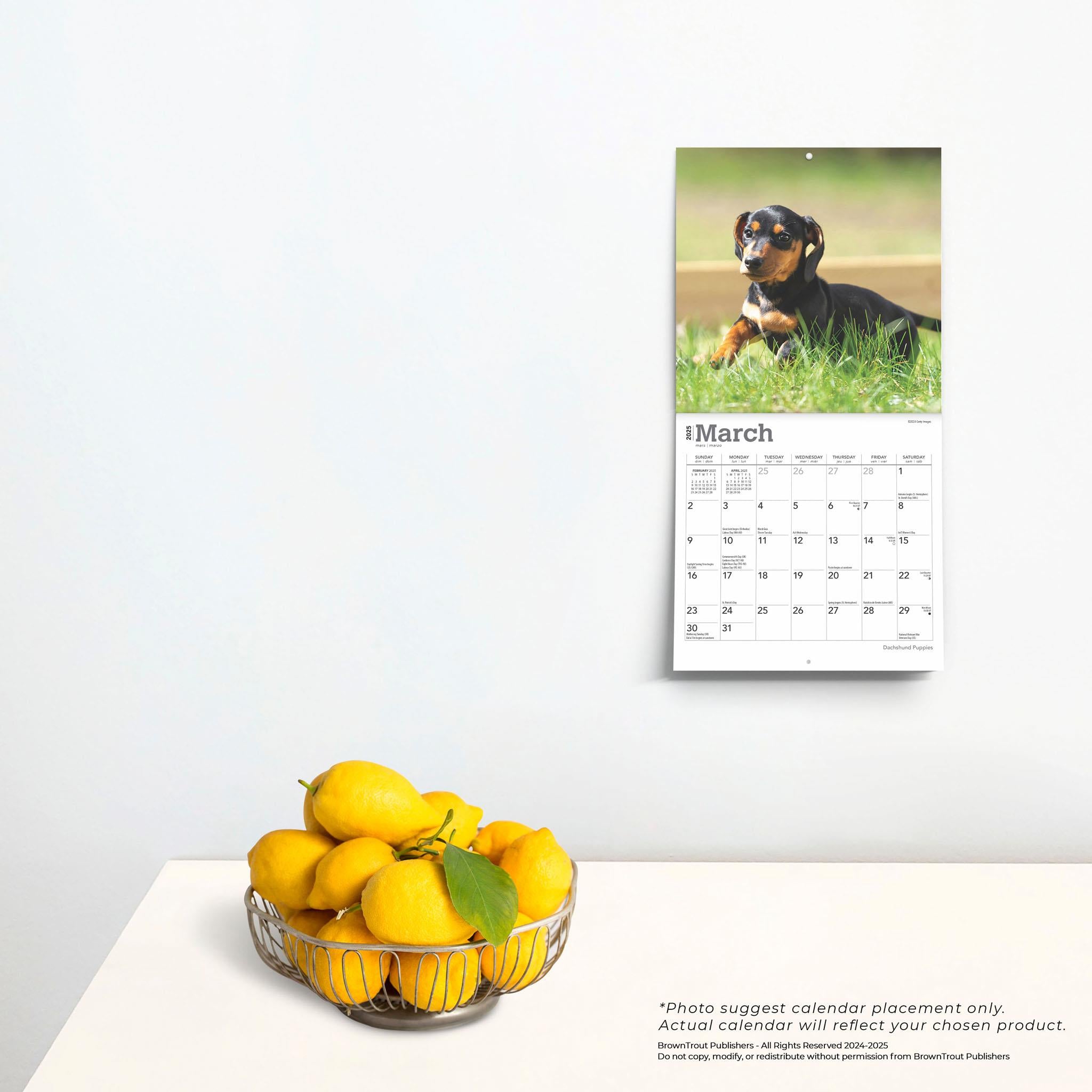 Dachshund Puppies Mini 2025 Calendar