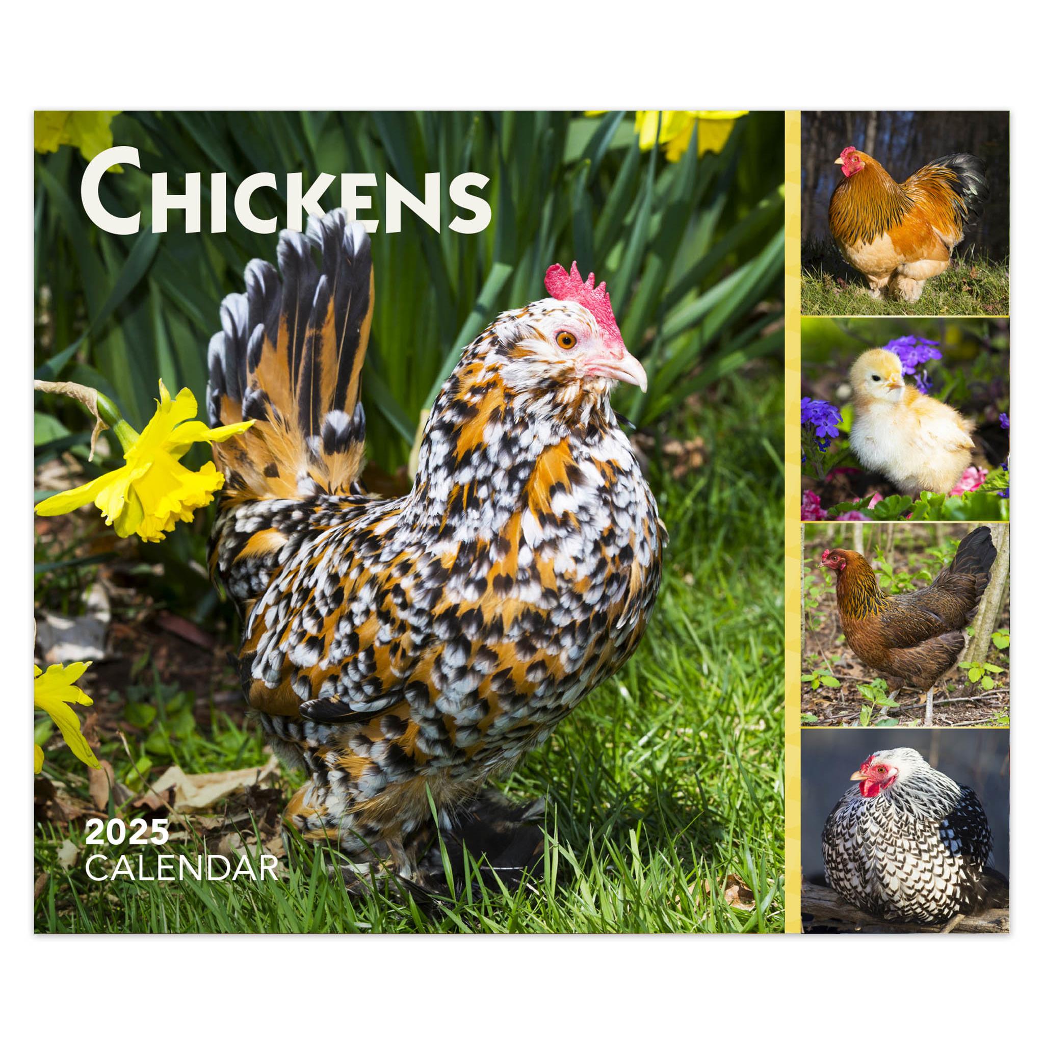 Chickens Box 2025 Calendar - Online Exclusive