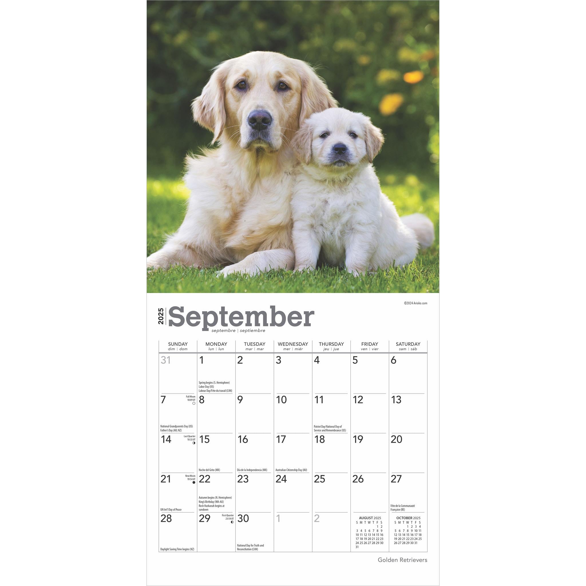 Golden Retrievers Mini 2025 Calendar - Online Exclusive