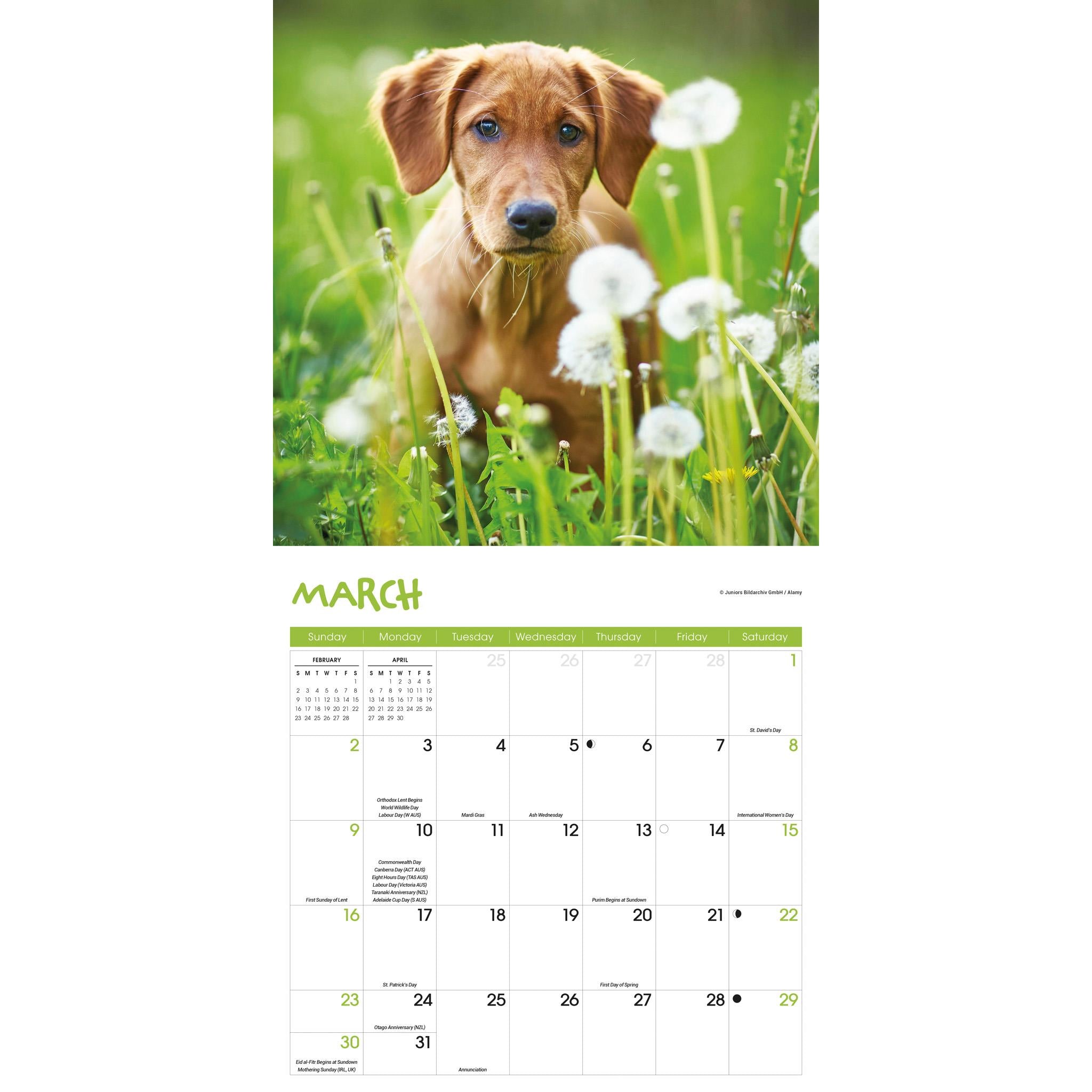 Puppies Wall 2025 Calendar