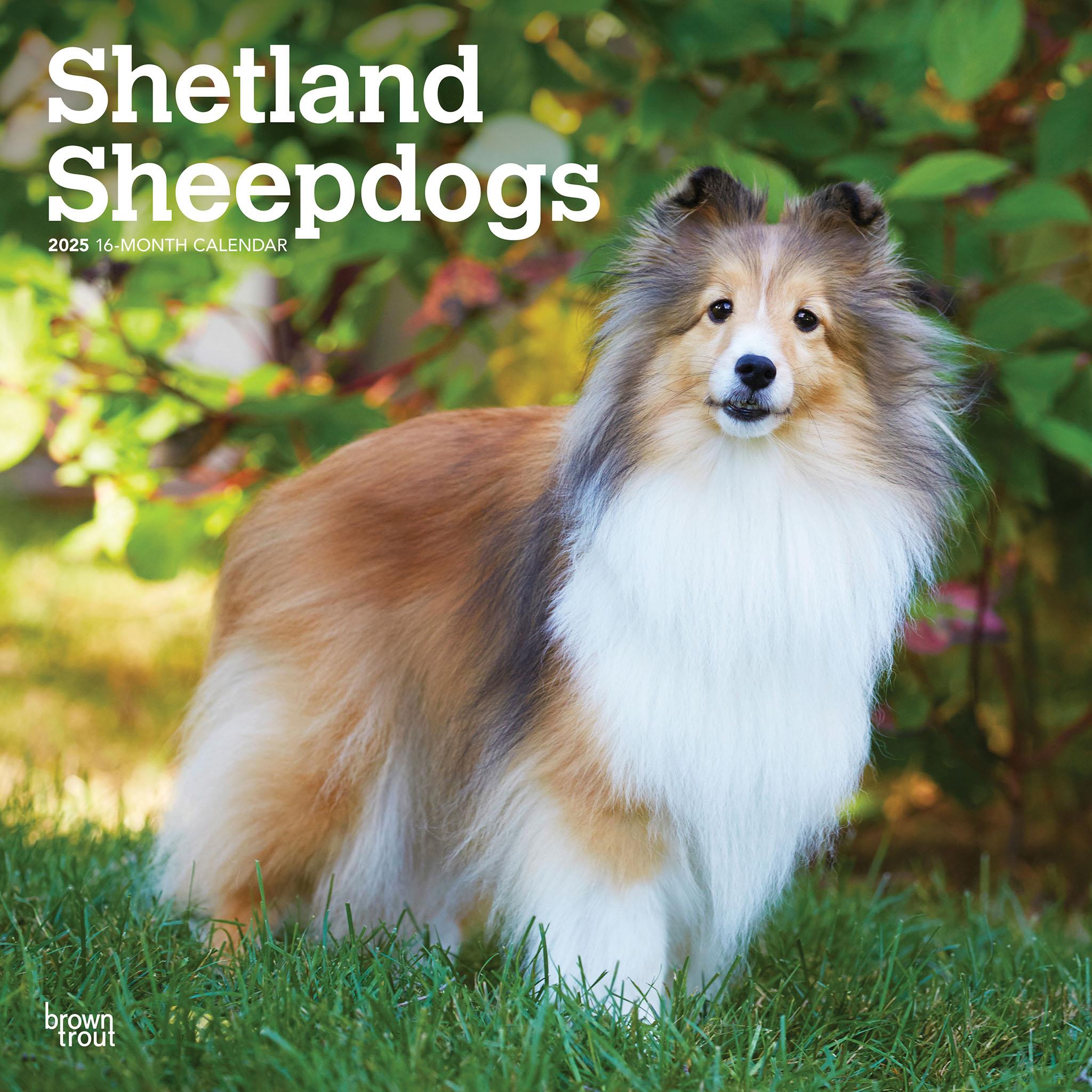 Shetland Sheepdogs Wall 2025 Calendar - Online Exclusive