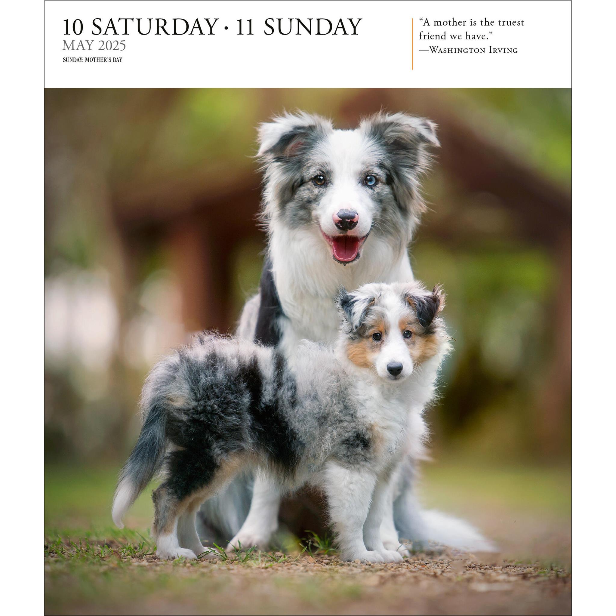 Dog Gallery Box 2025 Calendar