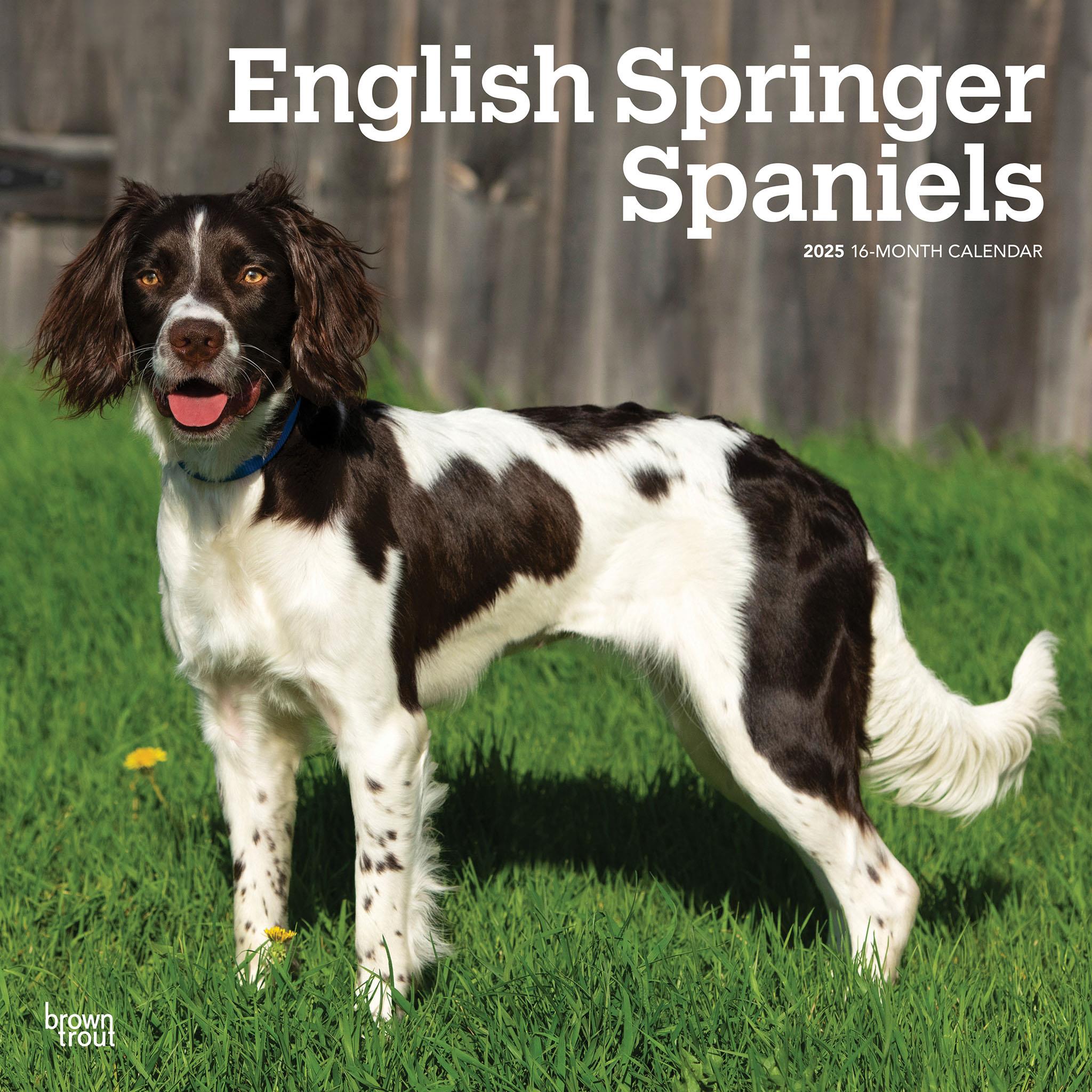 Springer Spaniels English Wall 2025 Calendar