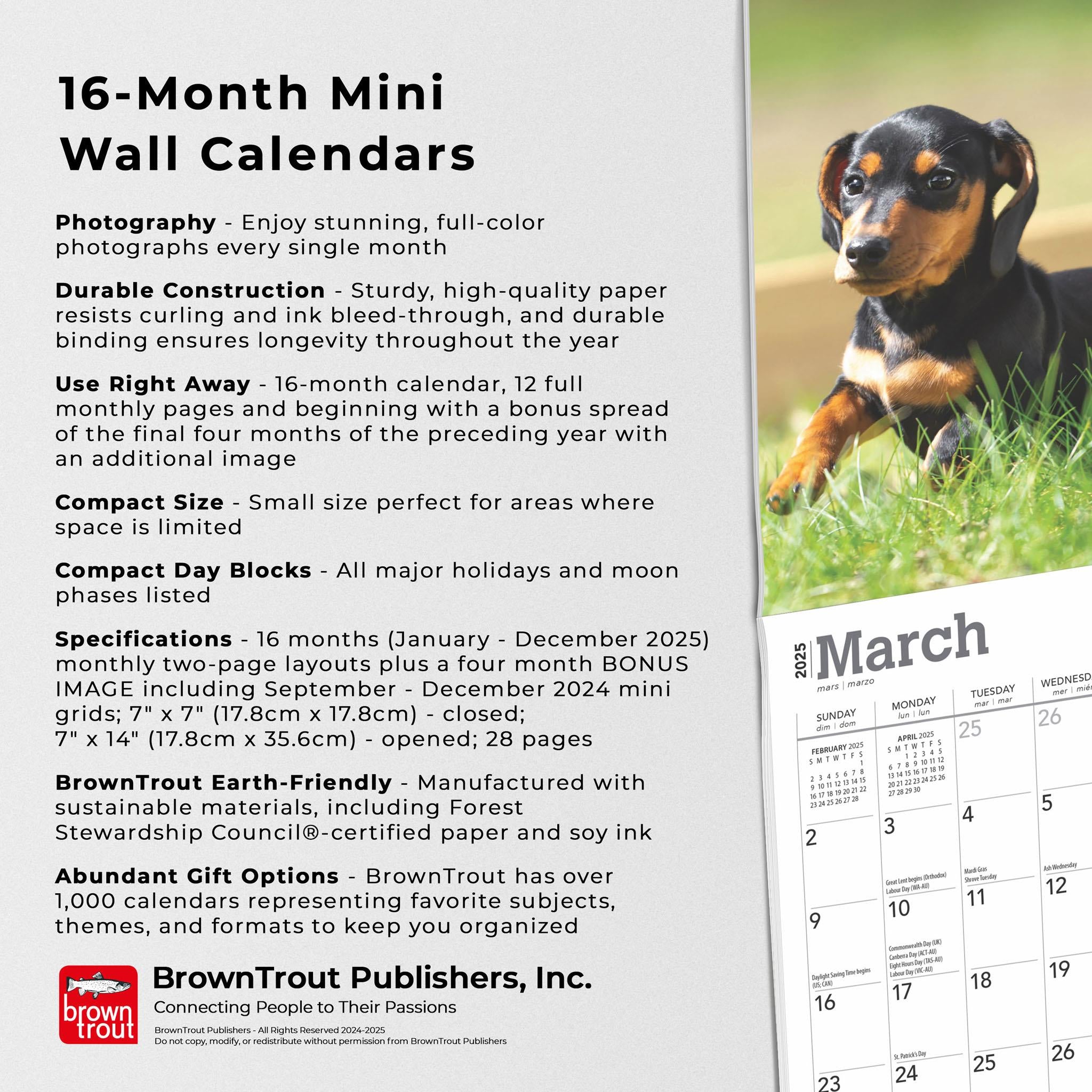 Dachshund Puppies Mini 2025 Calendar