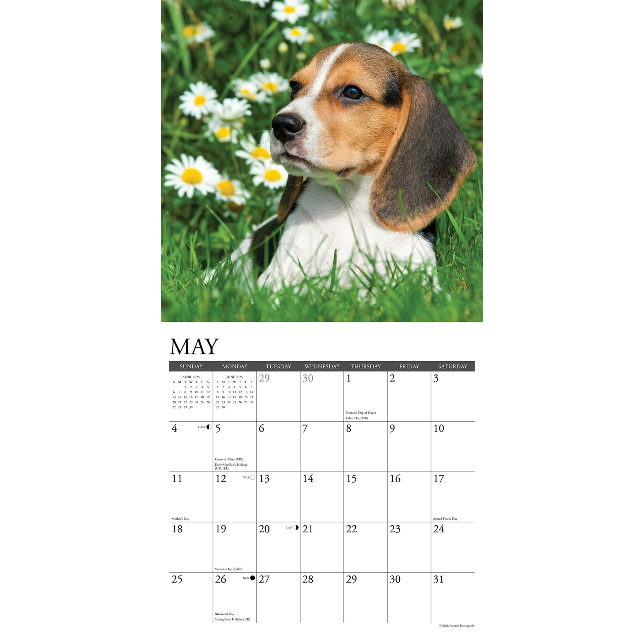 Just Beagle Puppies Wall 2025 Calendar