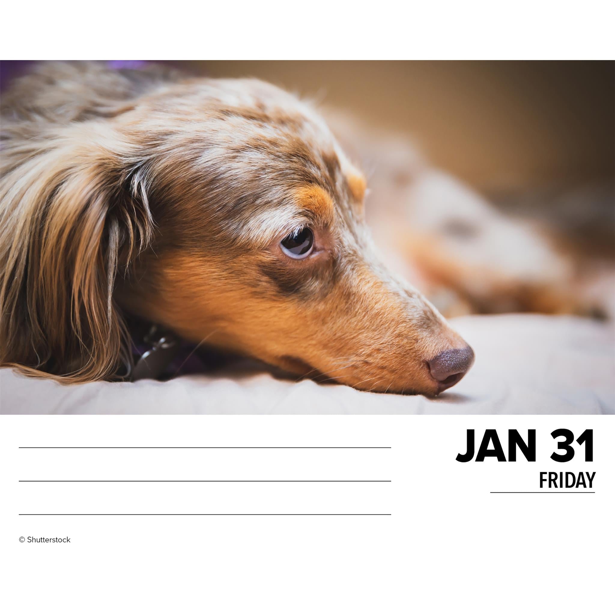 Just Dachshunds Box 2025 Calendar