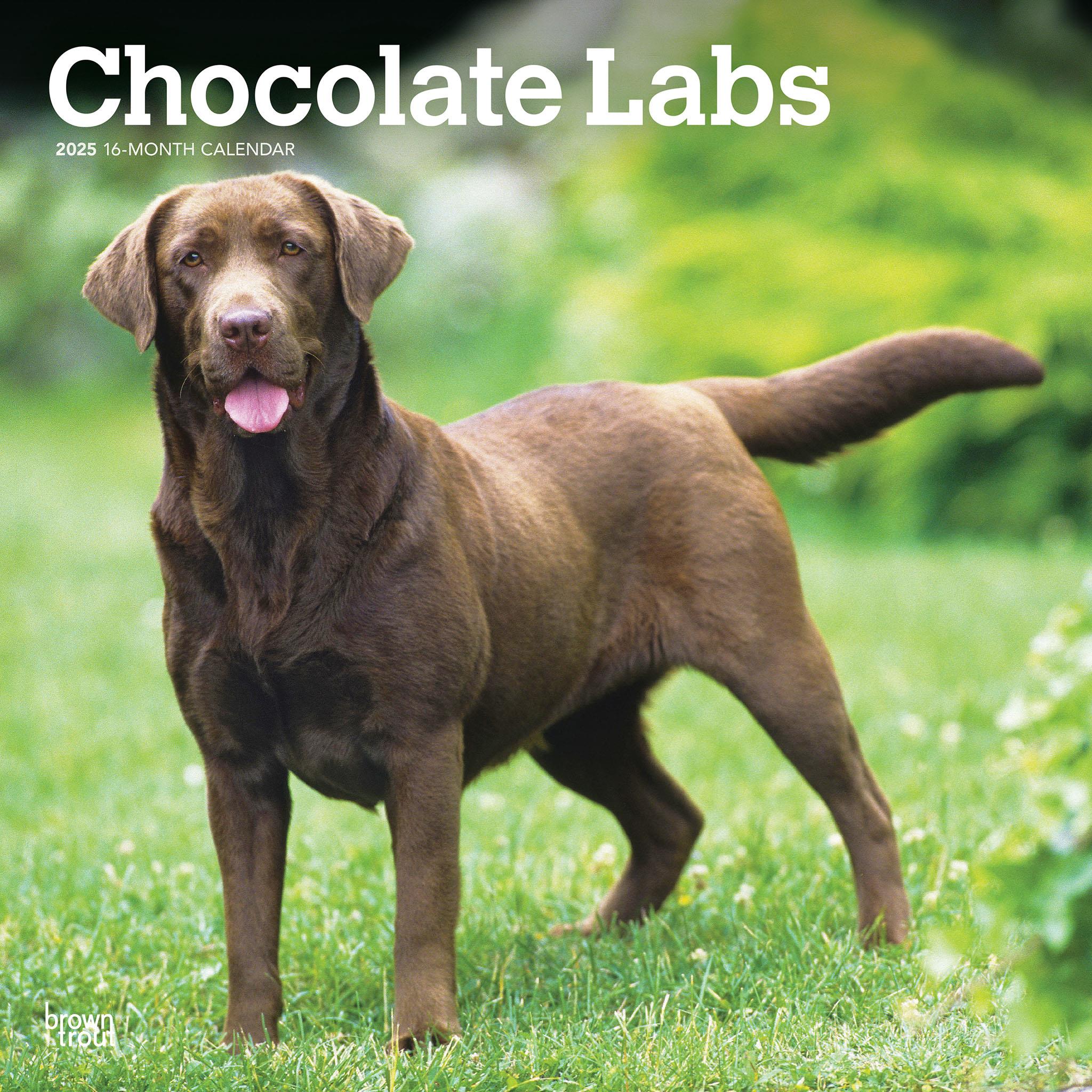 Lab Chocolate Wall 2025 Calendar