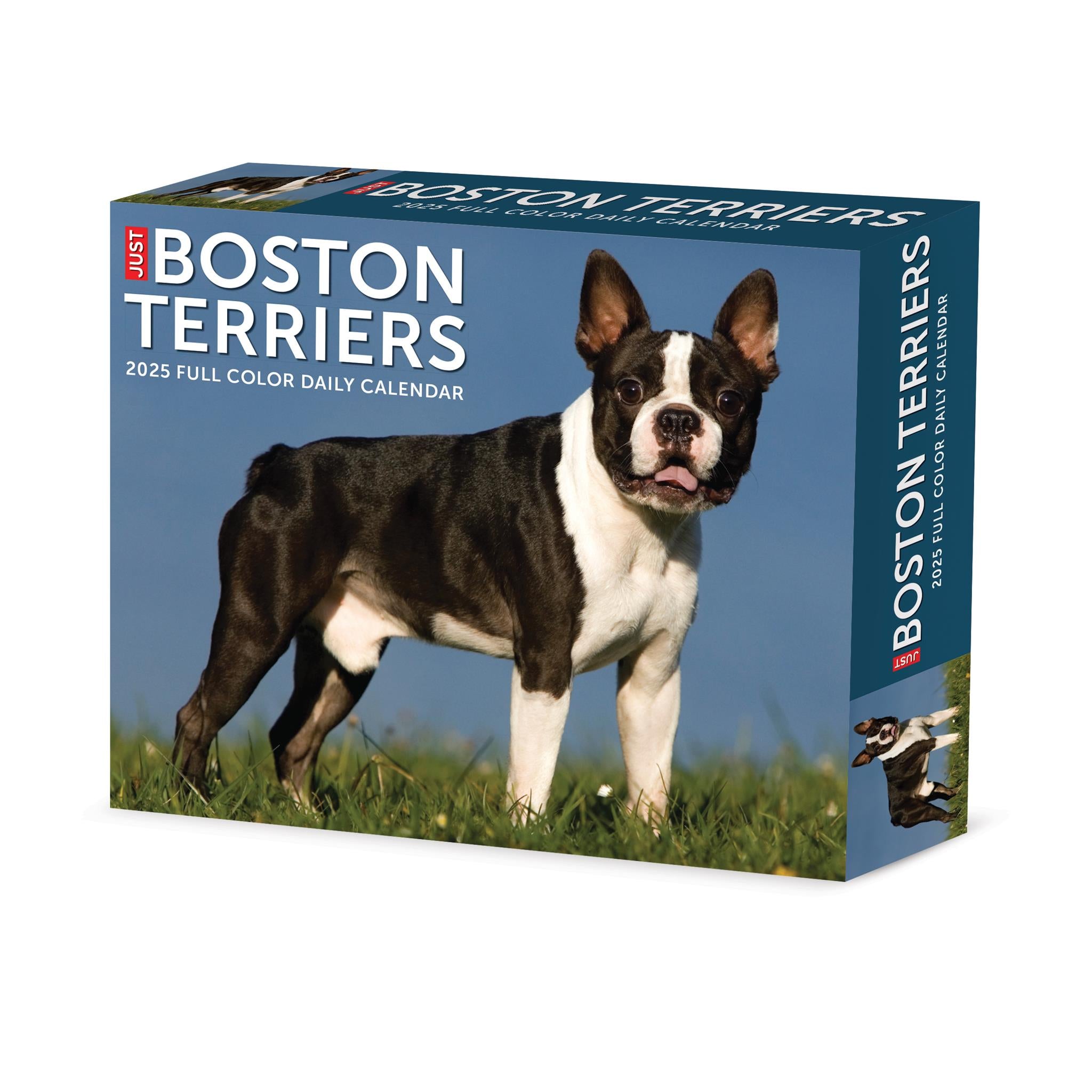 Just Boston Terriers Box 2025 Calendar - Online Exclusive