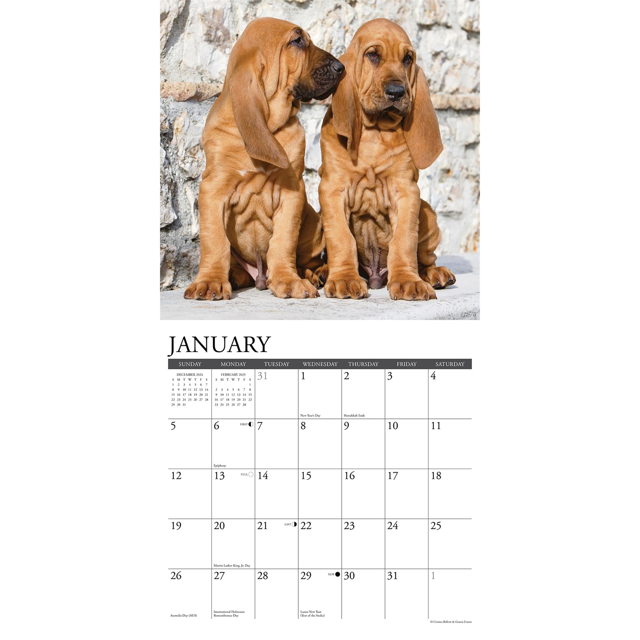 Just Bloodhounds Wall 2025 Calendar - Online Exclusive