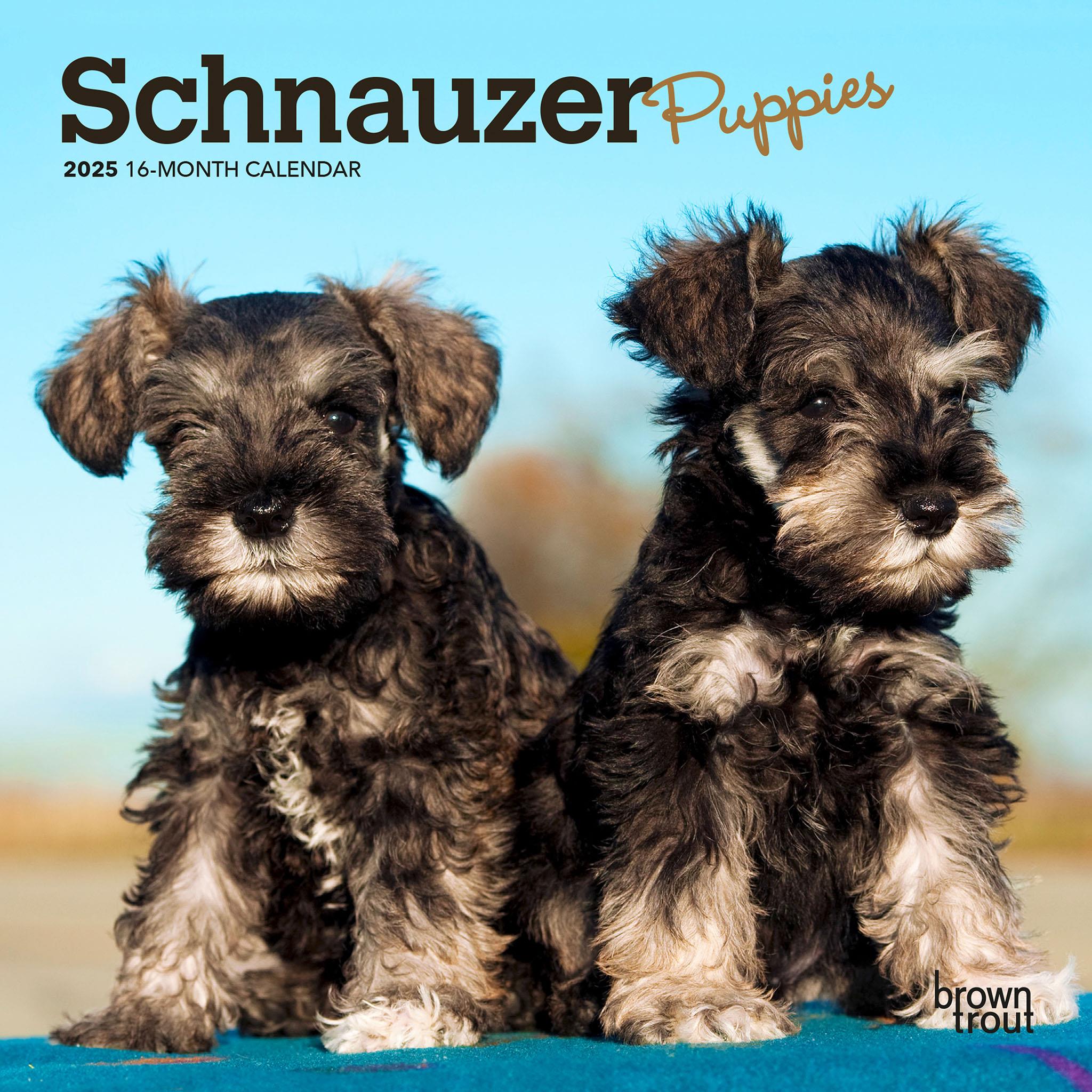 Schnauzer Puppies Mini 2025 Calendar