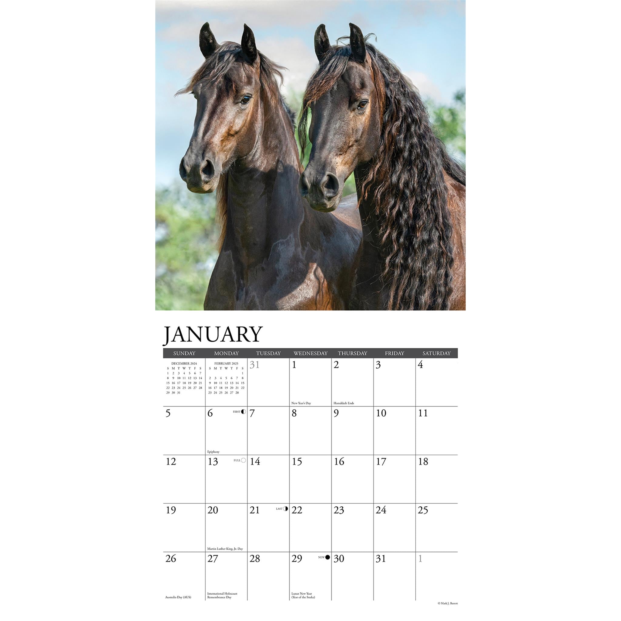 Friesians Wall 2025 Calendar - Online Exclusive