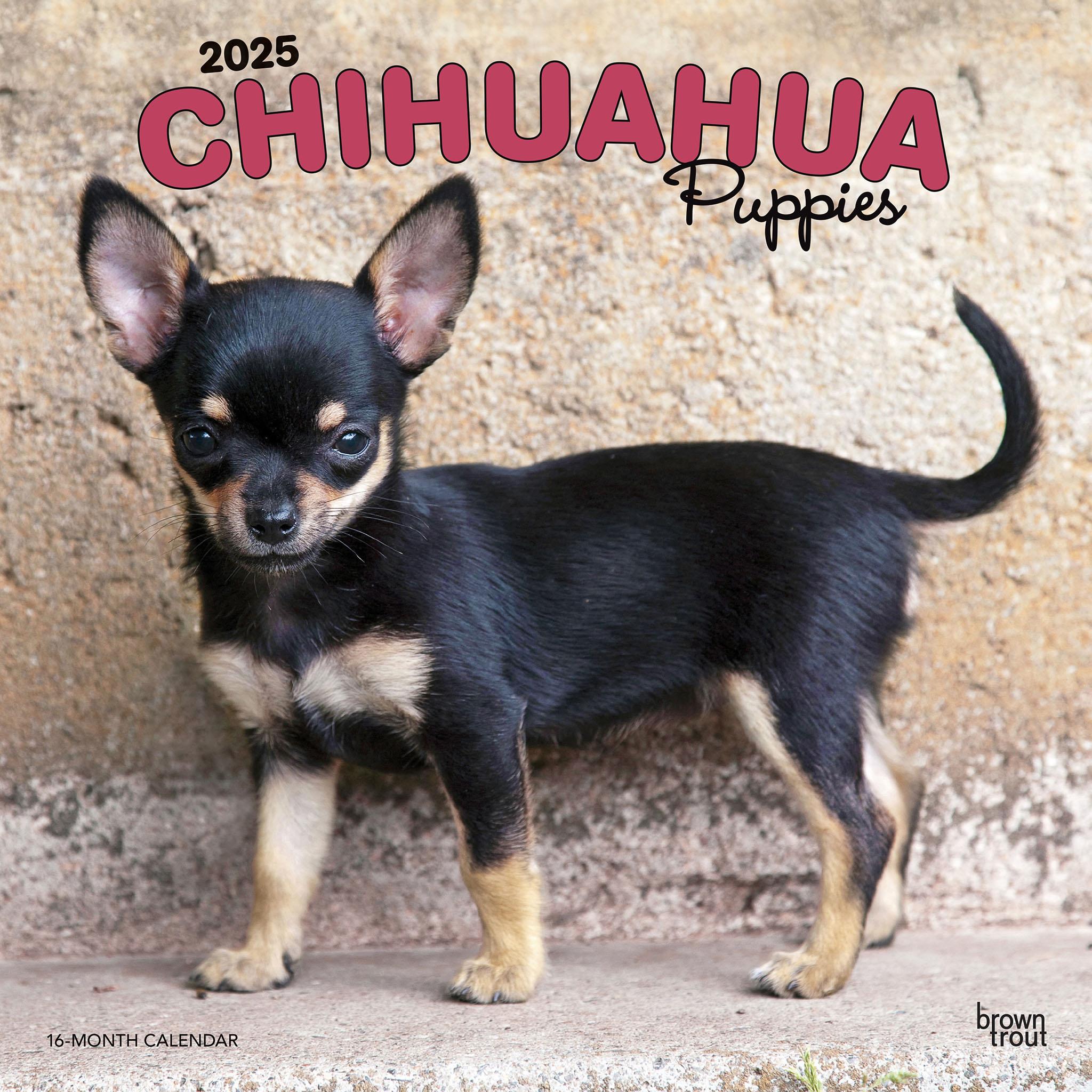 Chihuahua Puppies Wall 2025 Calendar