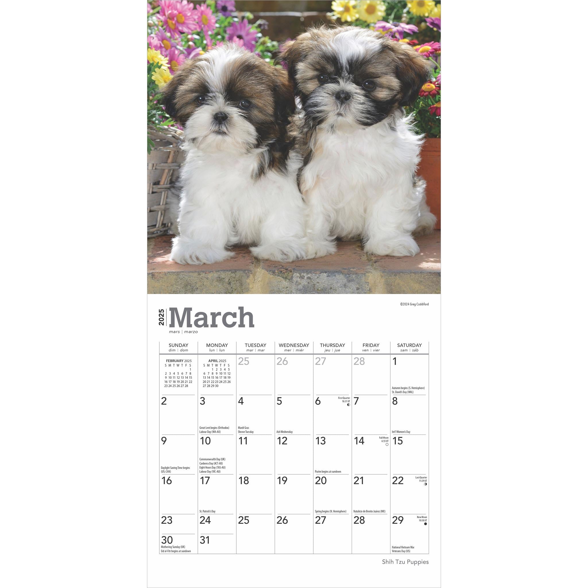 Shih Tzu Puppies Mini 2025 Calendar