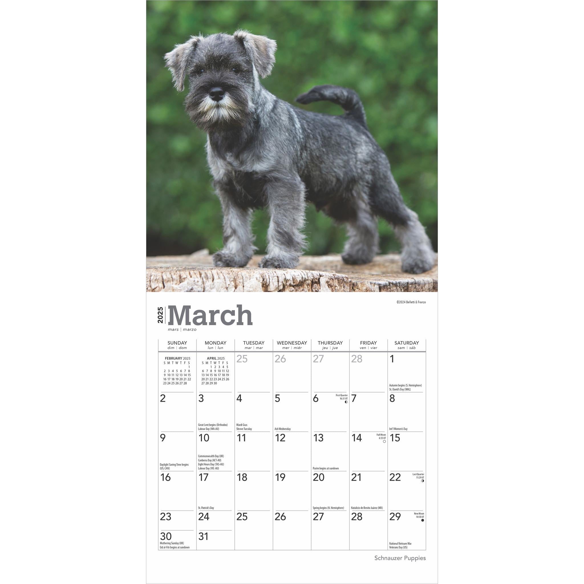 Schnauzer Puppies Mini 2025 Calendar