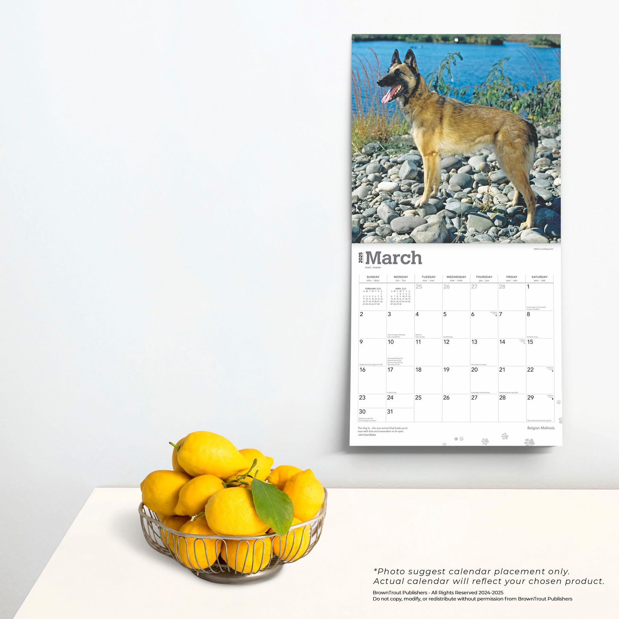 Belgian Malinois Wall 2025 Calendar - Online Exclusive