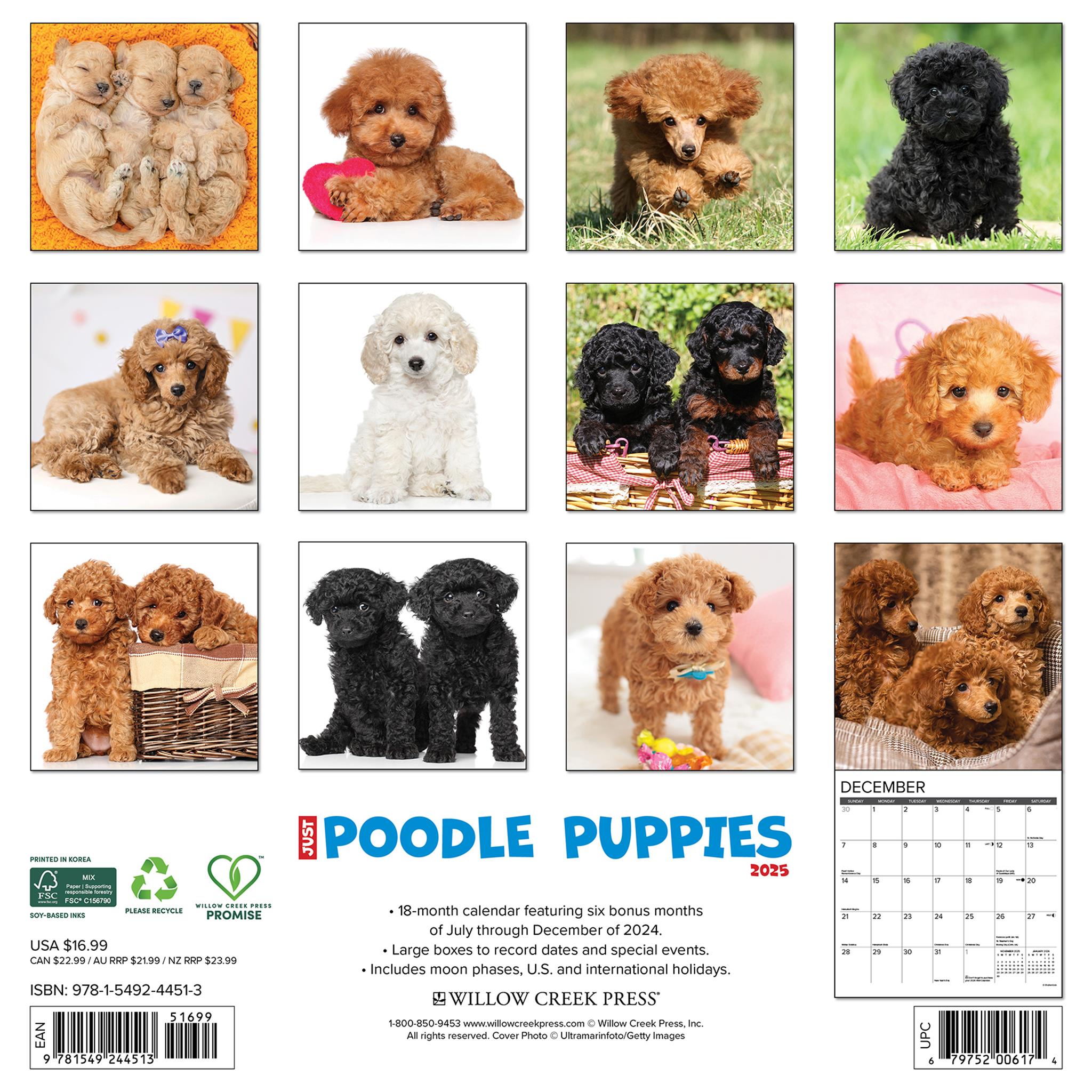 Just Poodle Puppies Wall 2025 Calendar - Online Exclusive