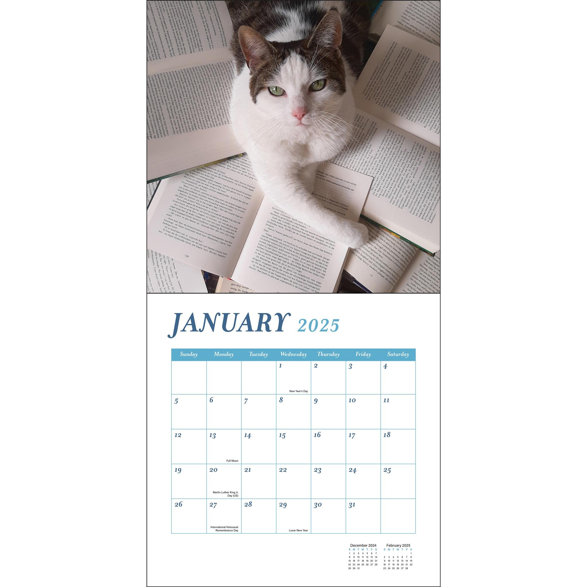 Cats And Books Wall 2025 Calendar