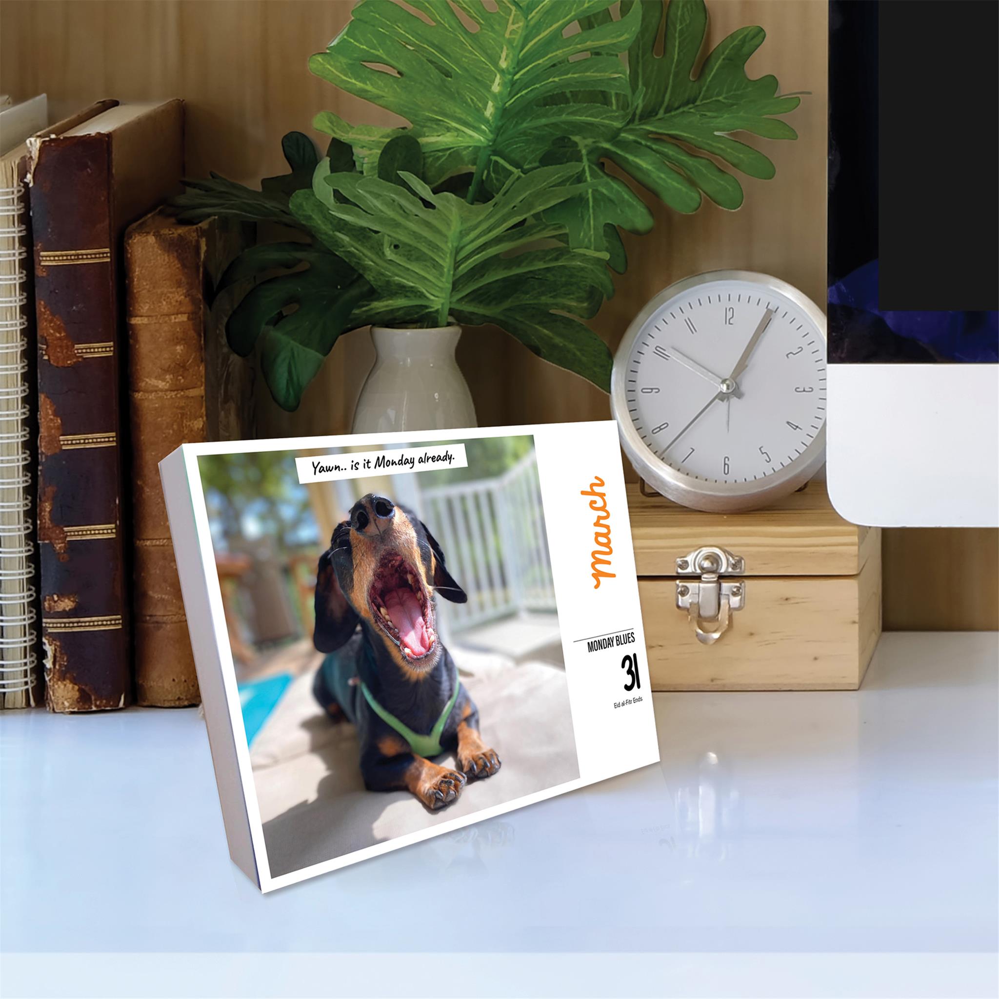 Crusoe The Celebrity Dachshund Box 2025 Calendar - Online Exclusive